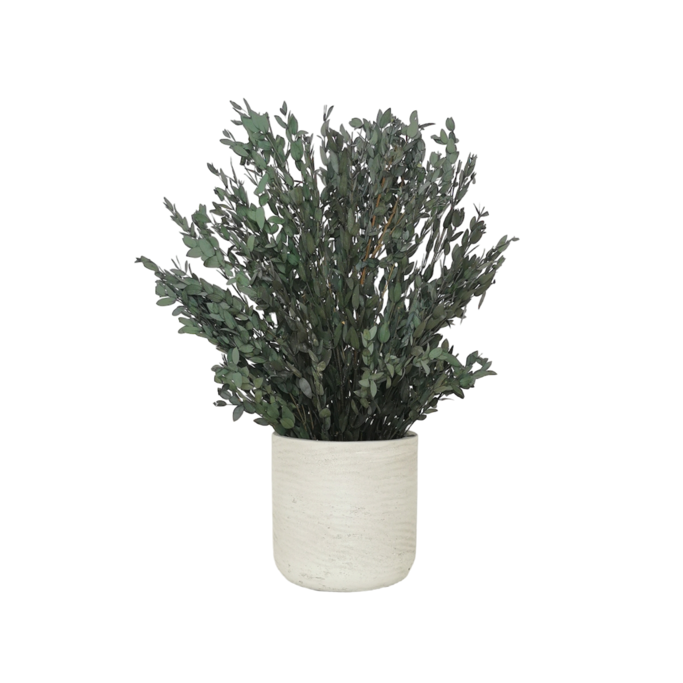 Konservierte Naturpflanze Eucalyptus Parvifolia 30 cm