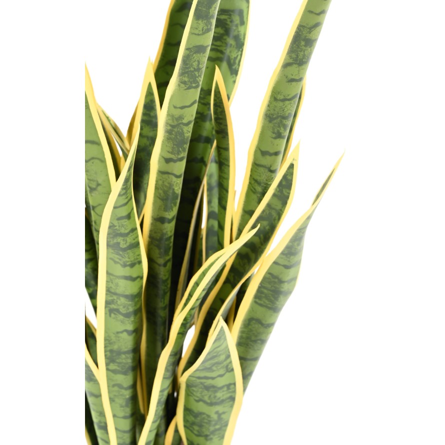 Sansevieria