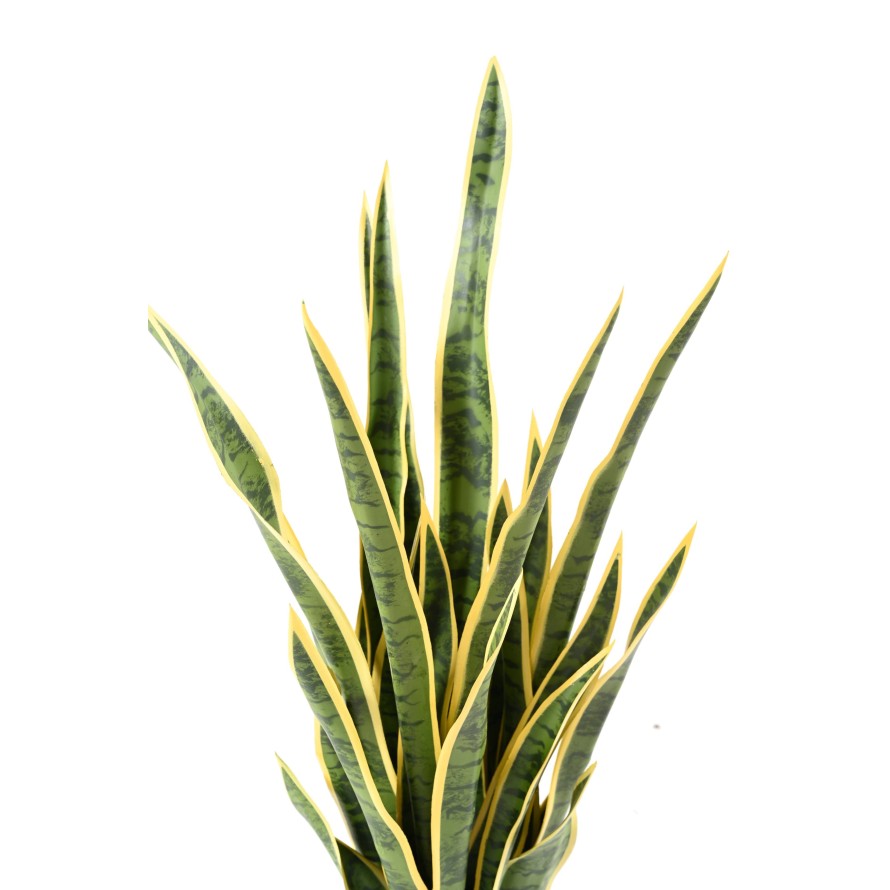 Sansevieria