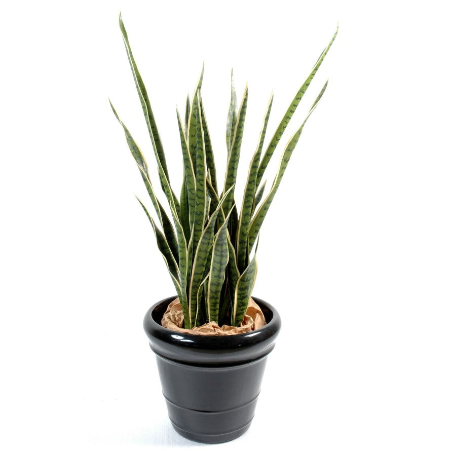 Sansevieria