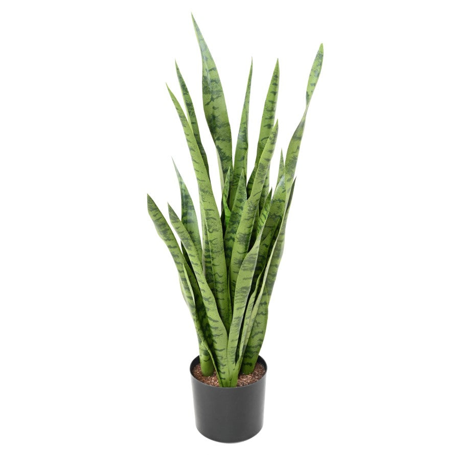 Sansevieria