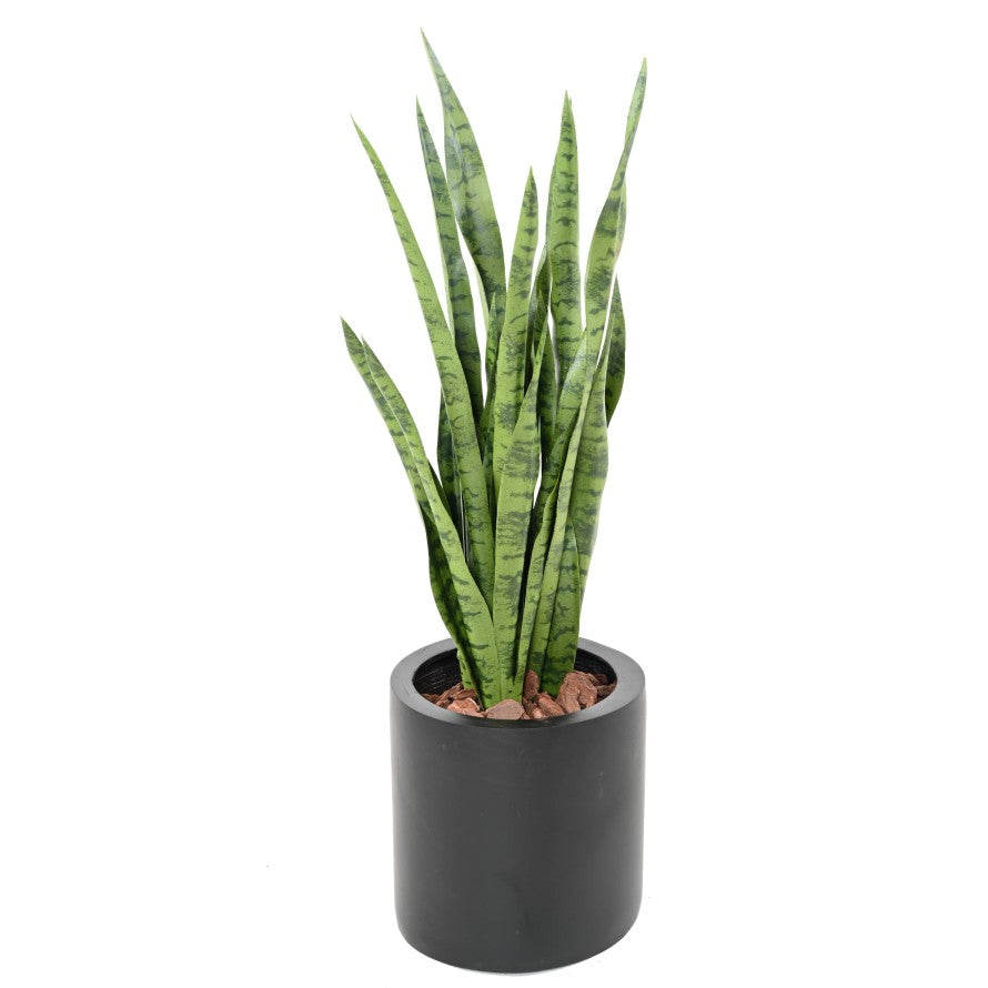 Sansevieria