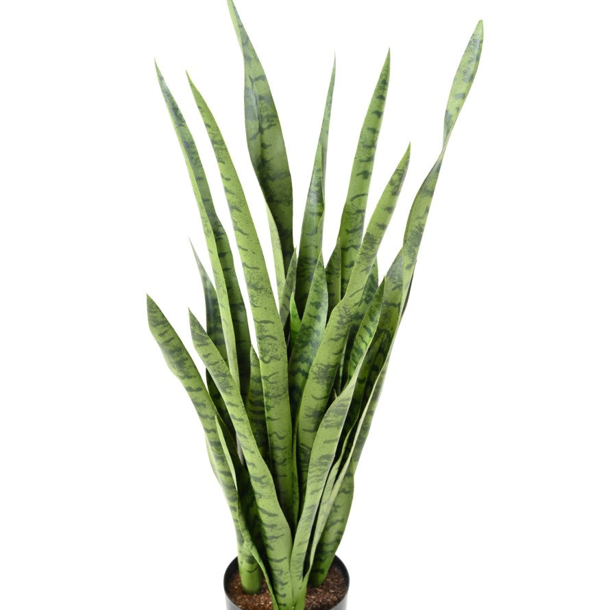 Sansevieria