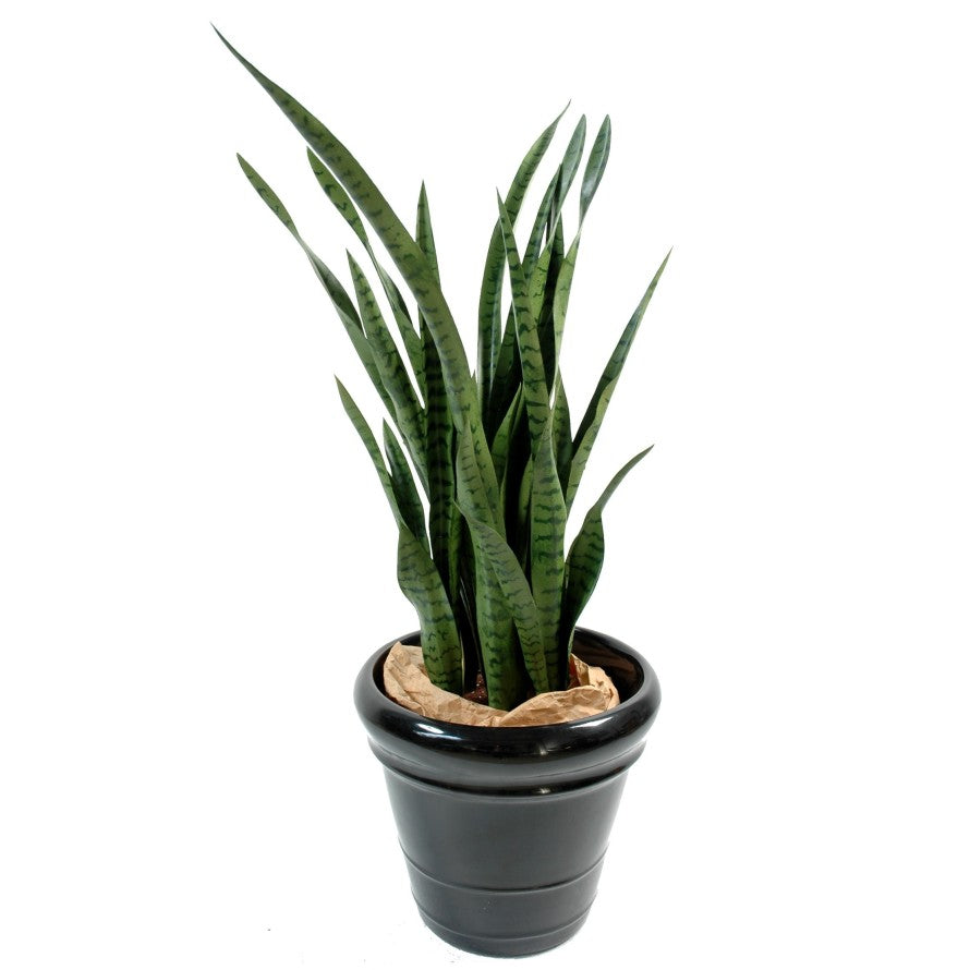 Sansevieria