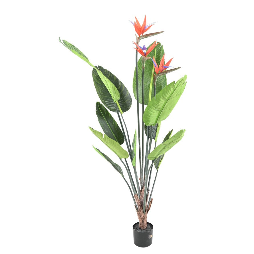 Strelitzia