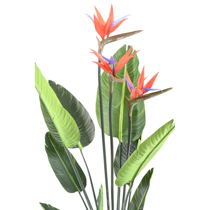 Strelitzia