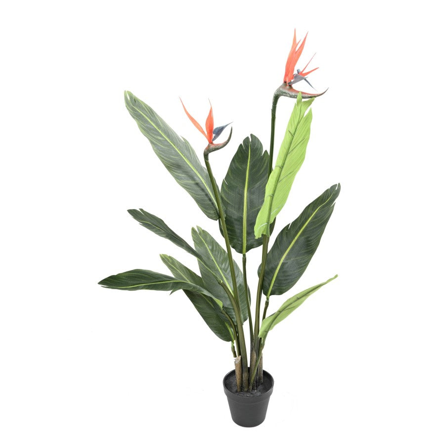 Strelitzia