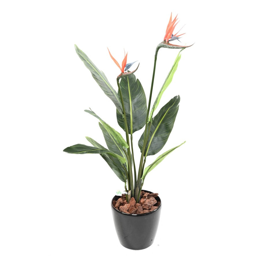 Strelitzia