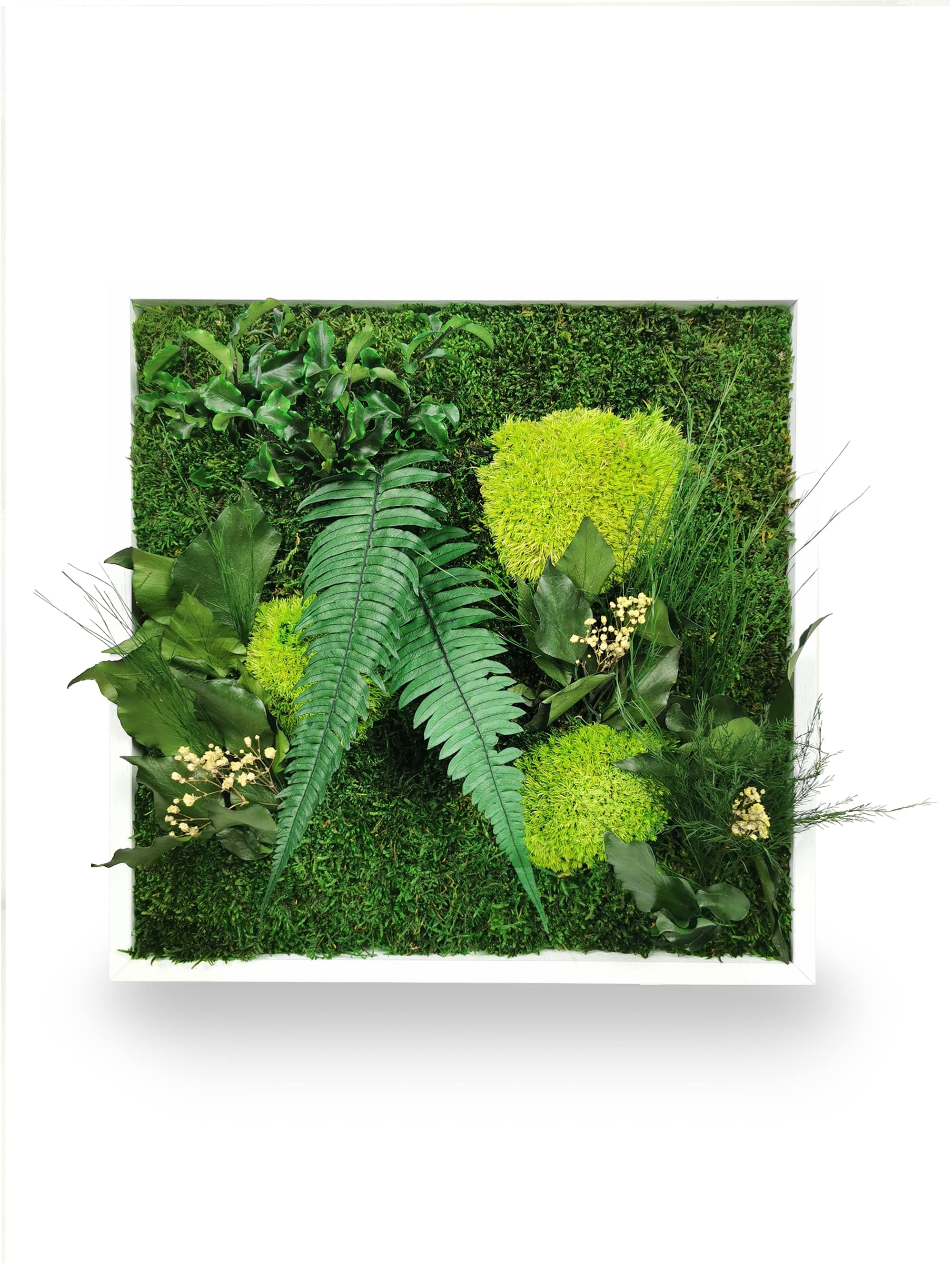 Tableau végétal naturel stabilisé Elegance 80x80