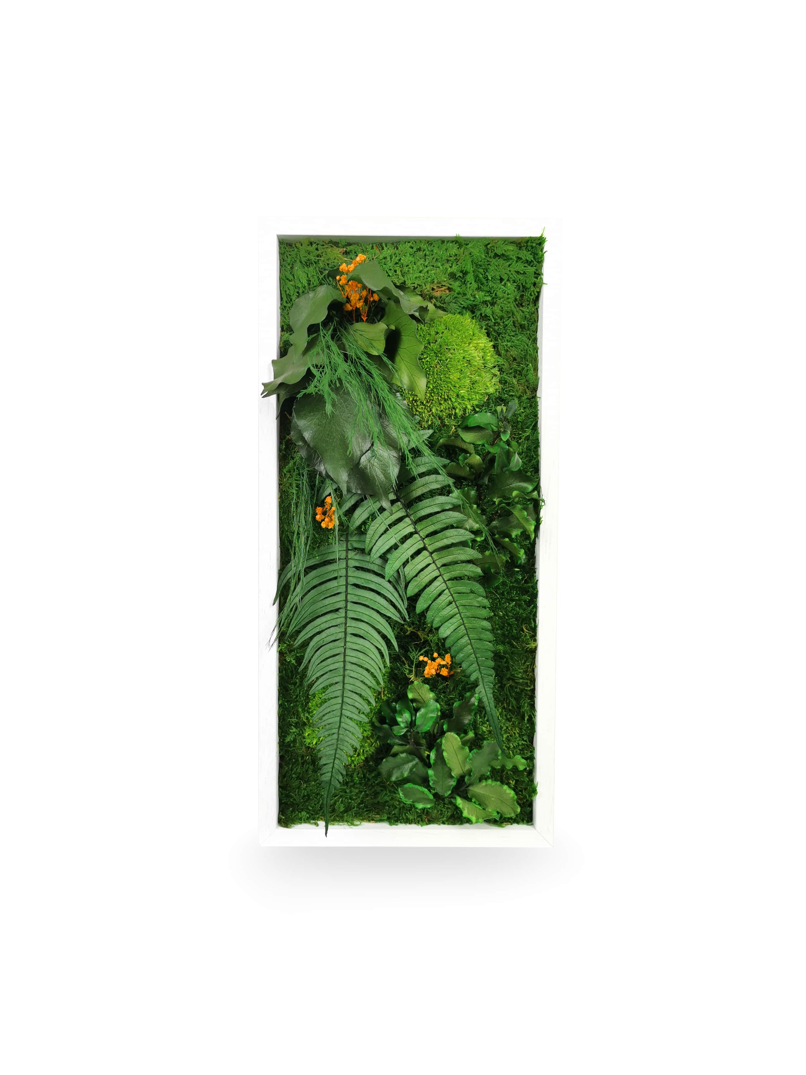 Tableau végétal naturel stabilisé Elegance 18x38