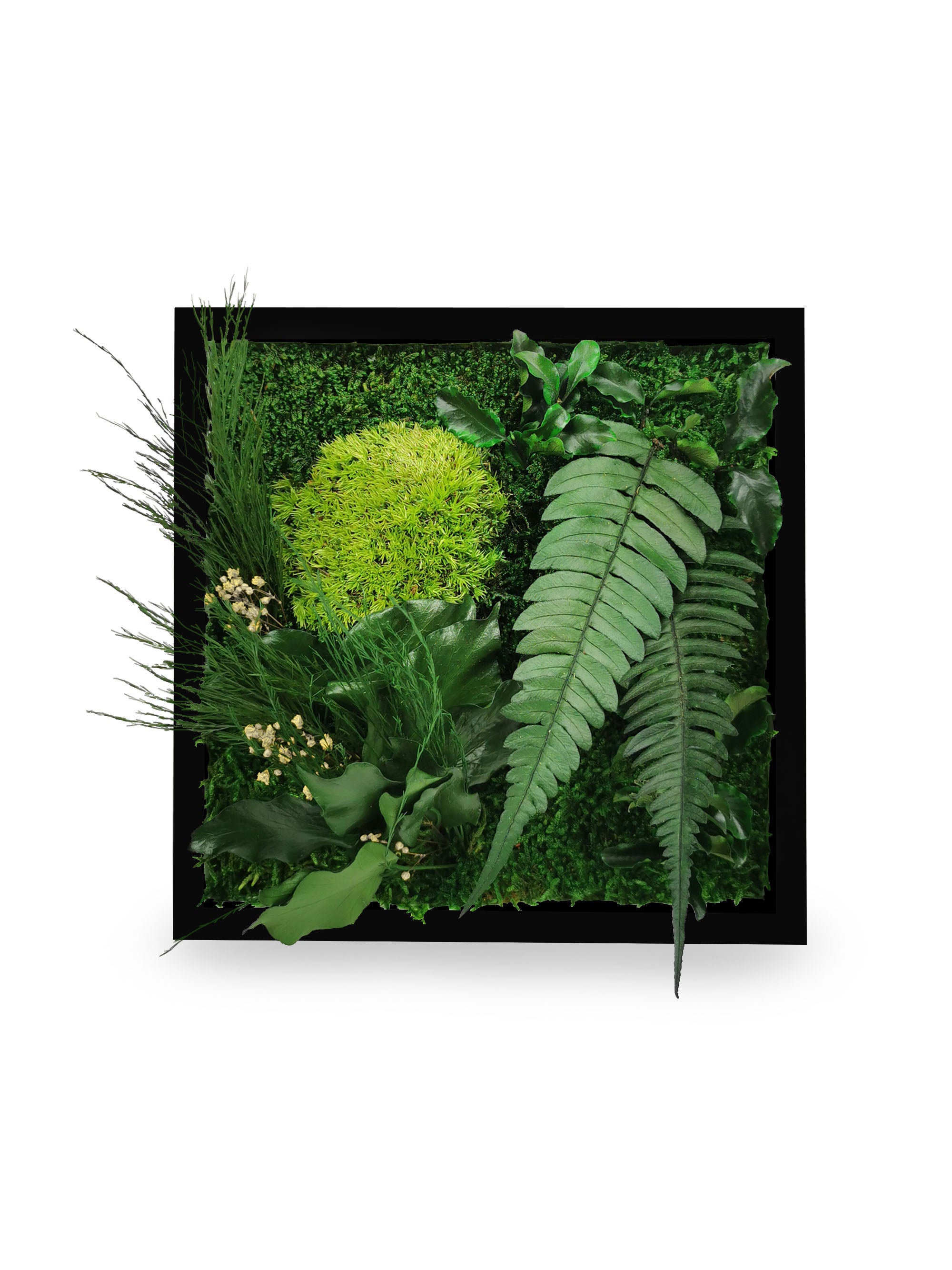 Stabilisiertes Naturpflanzengemälde Elegance 22x22