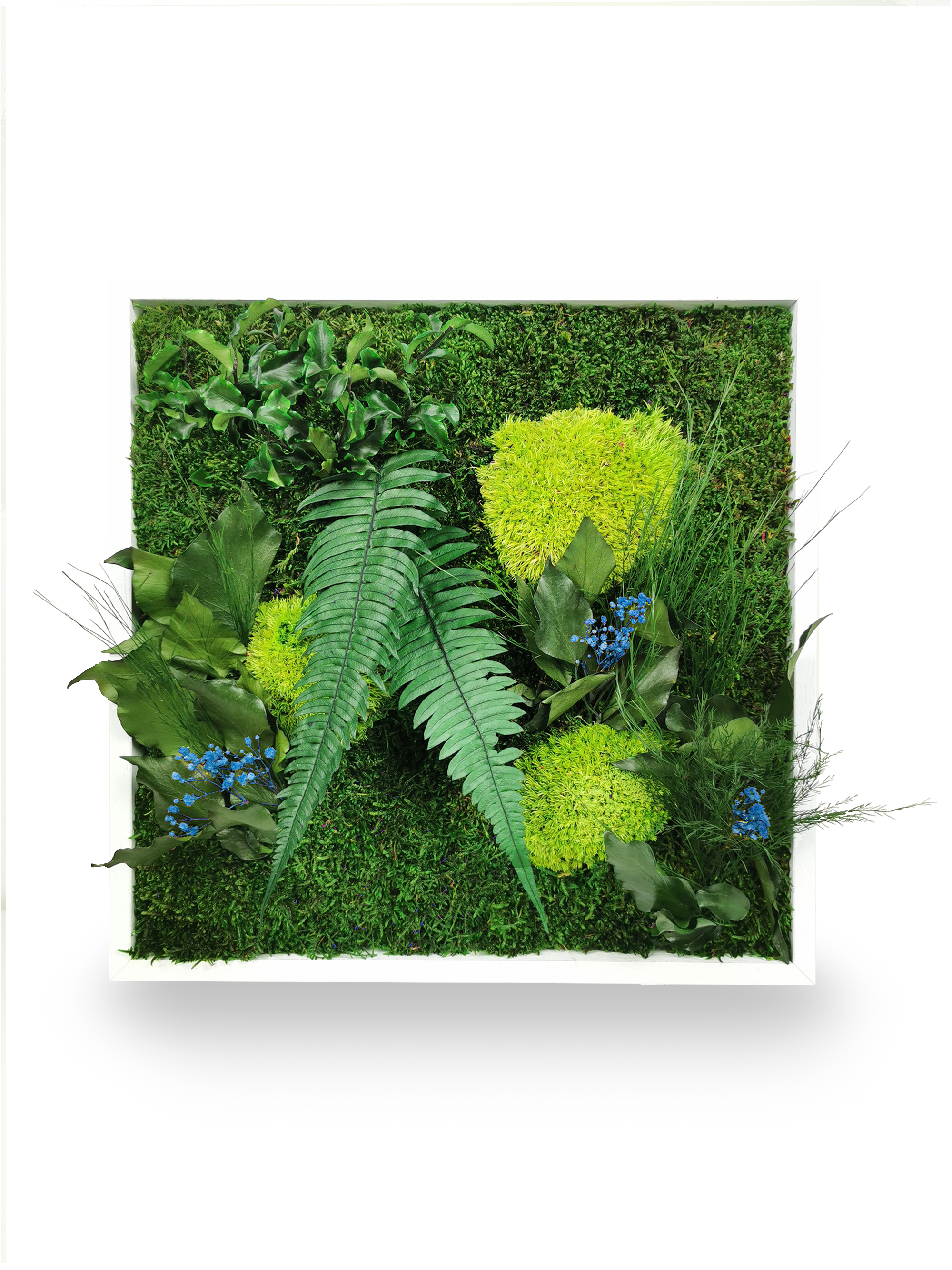 Tableau végétal naturel stabilisé Elegance 80x80