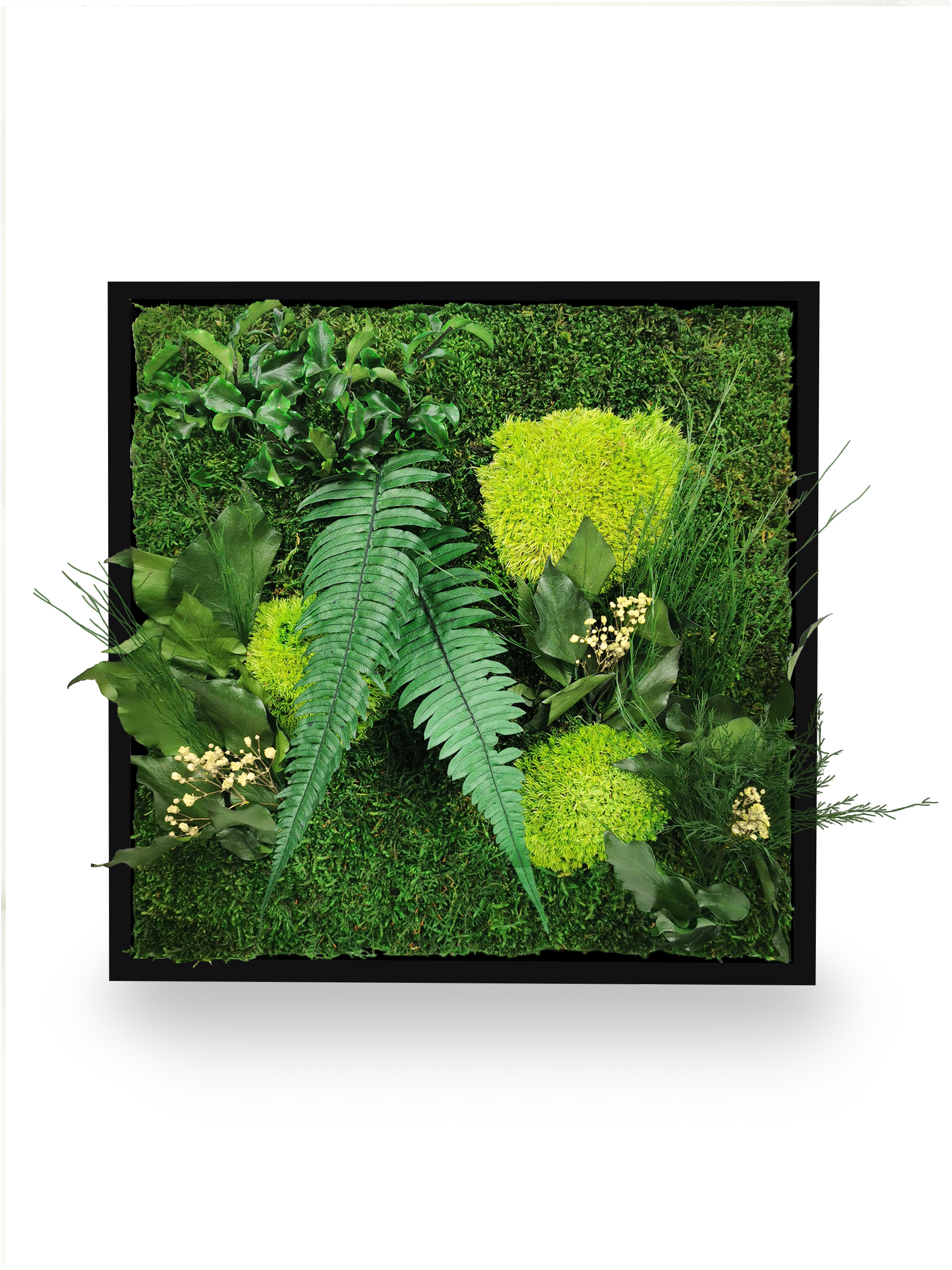 Tableau végétal naturel stabilisé Elegance 80x80