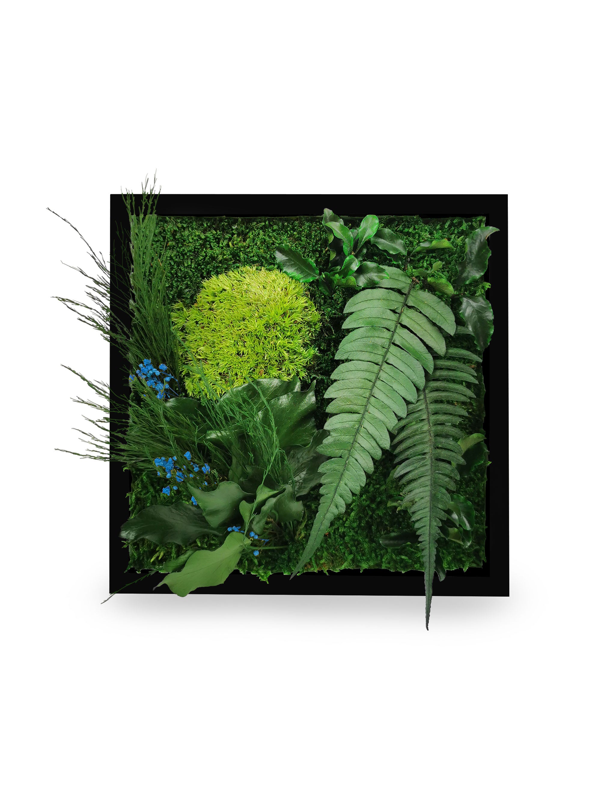 Stabilisiertes Naturpflanzengemälde Elegance 22x22