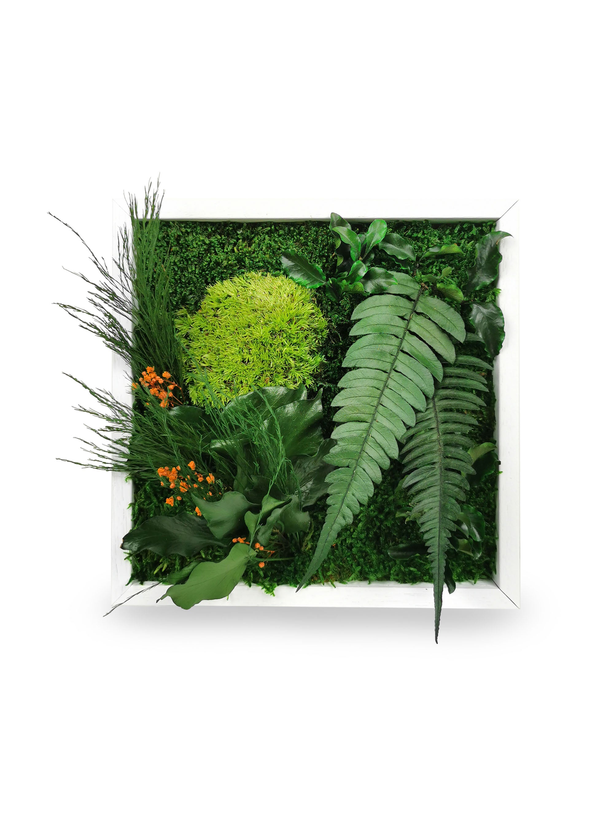 Stabilisiertes Naturpflanzengemälde Elegance 22x22