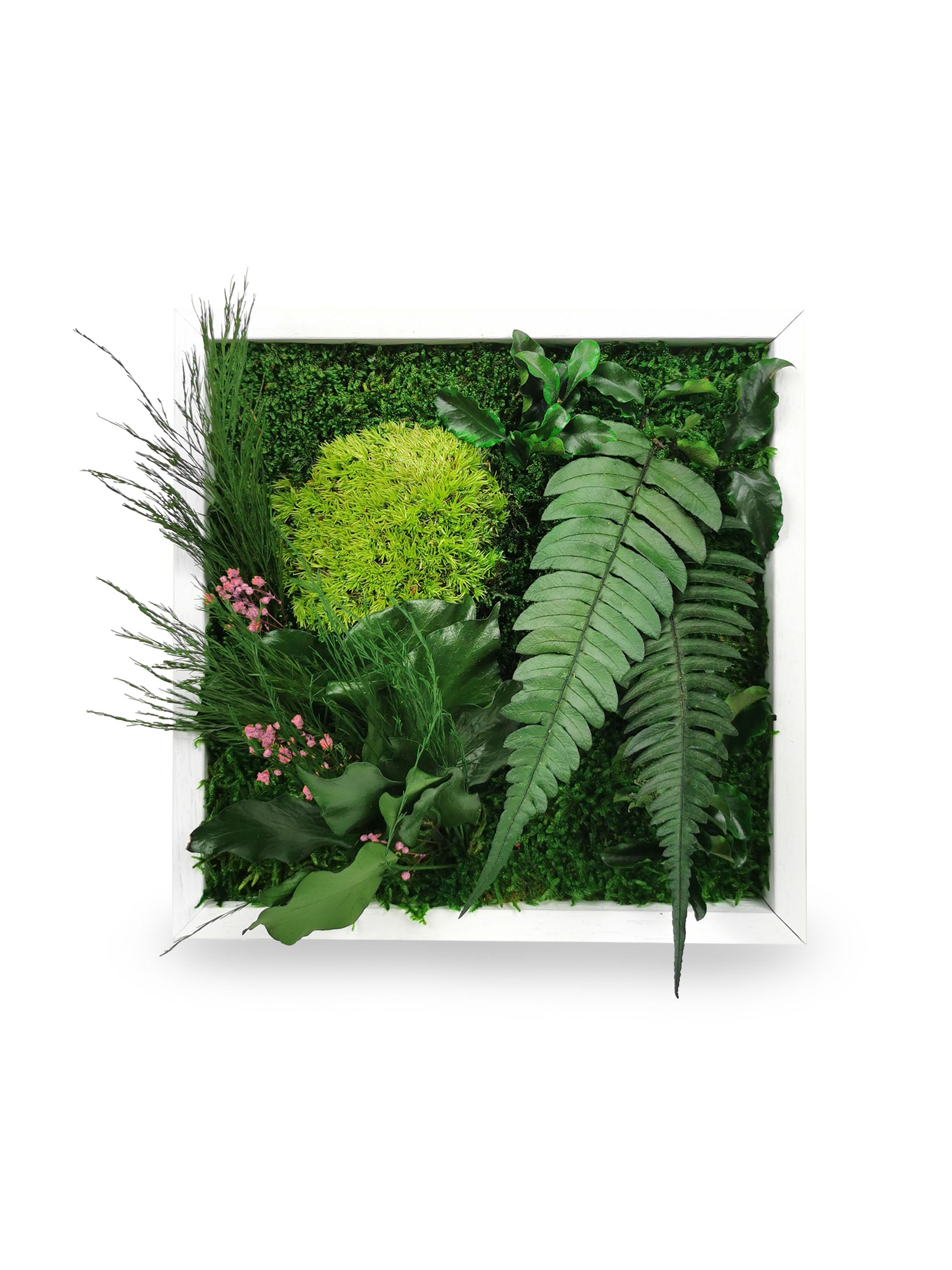 Stabilisiertes Naturpflanzengemälde Elegance 22x22