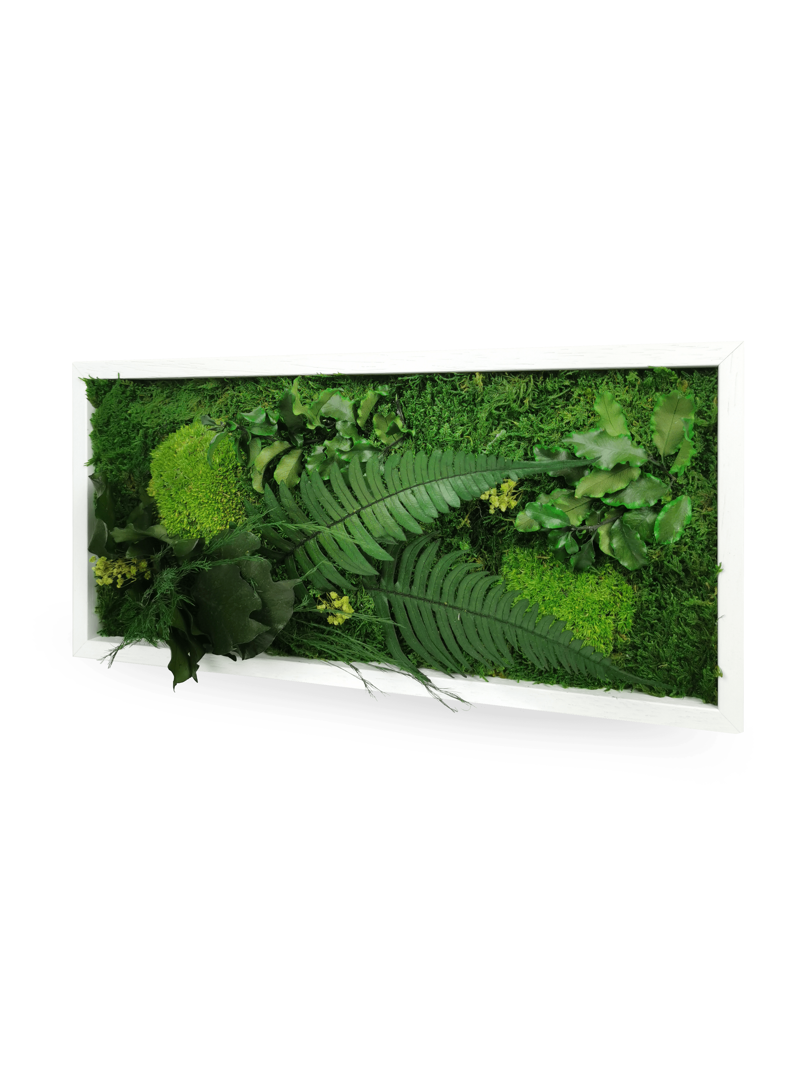 Tableau végétal naturel stabilisé Elegance 18x38