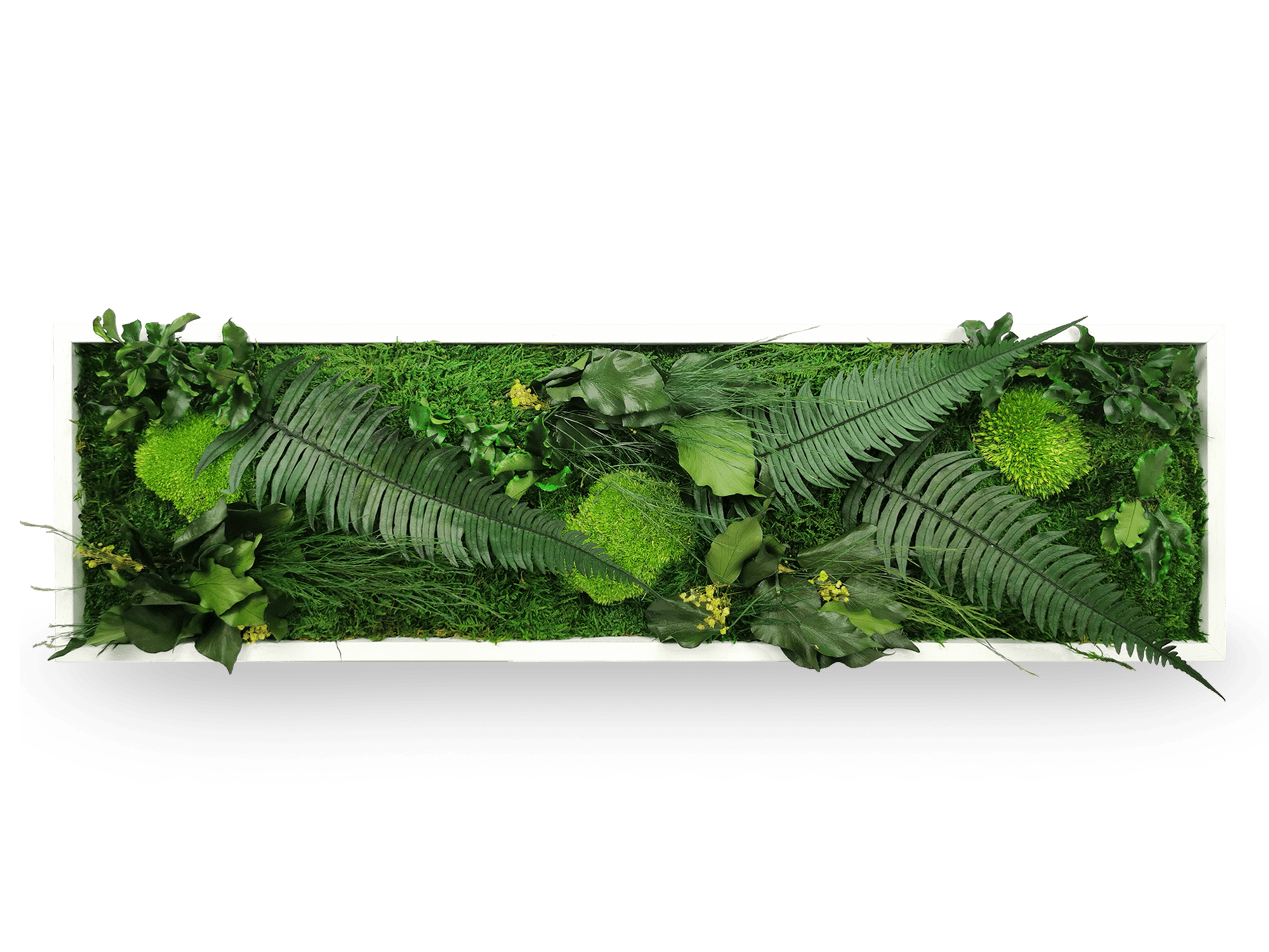 Tableau végétal naturel stabilisé Elegance 20x70