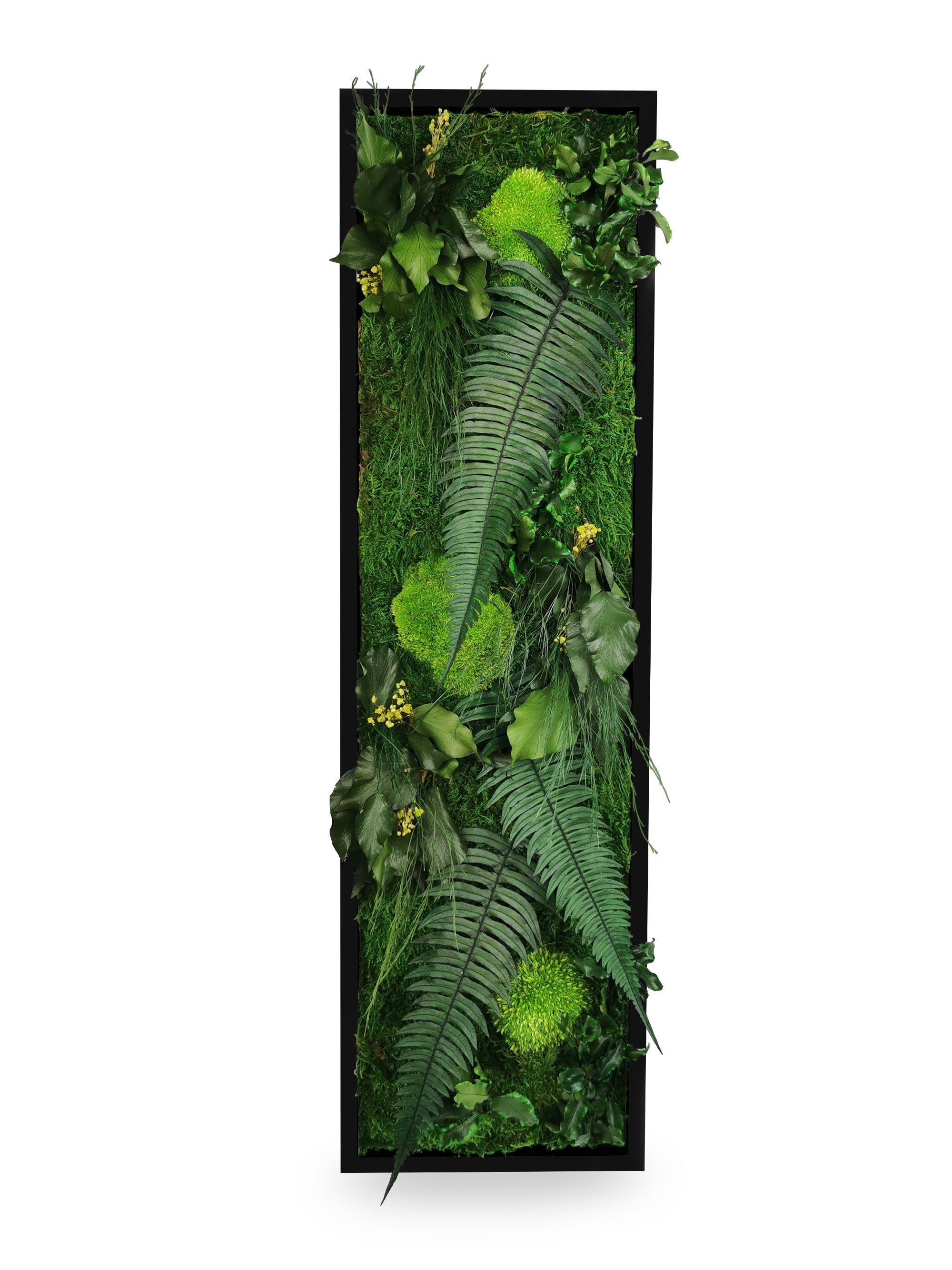 Tableau végétal naturel stabilisé Elegance 20x70