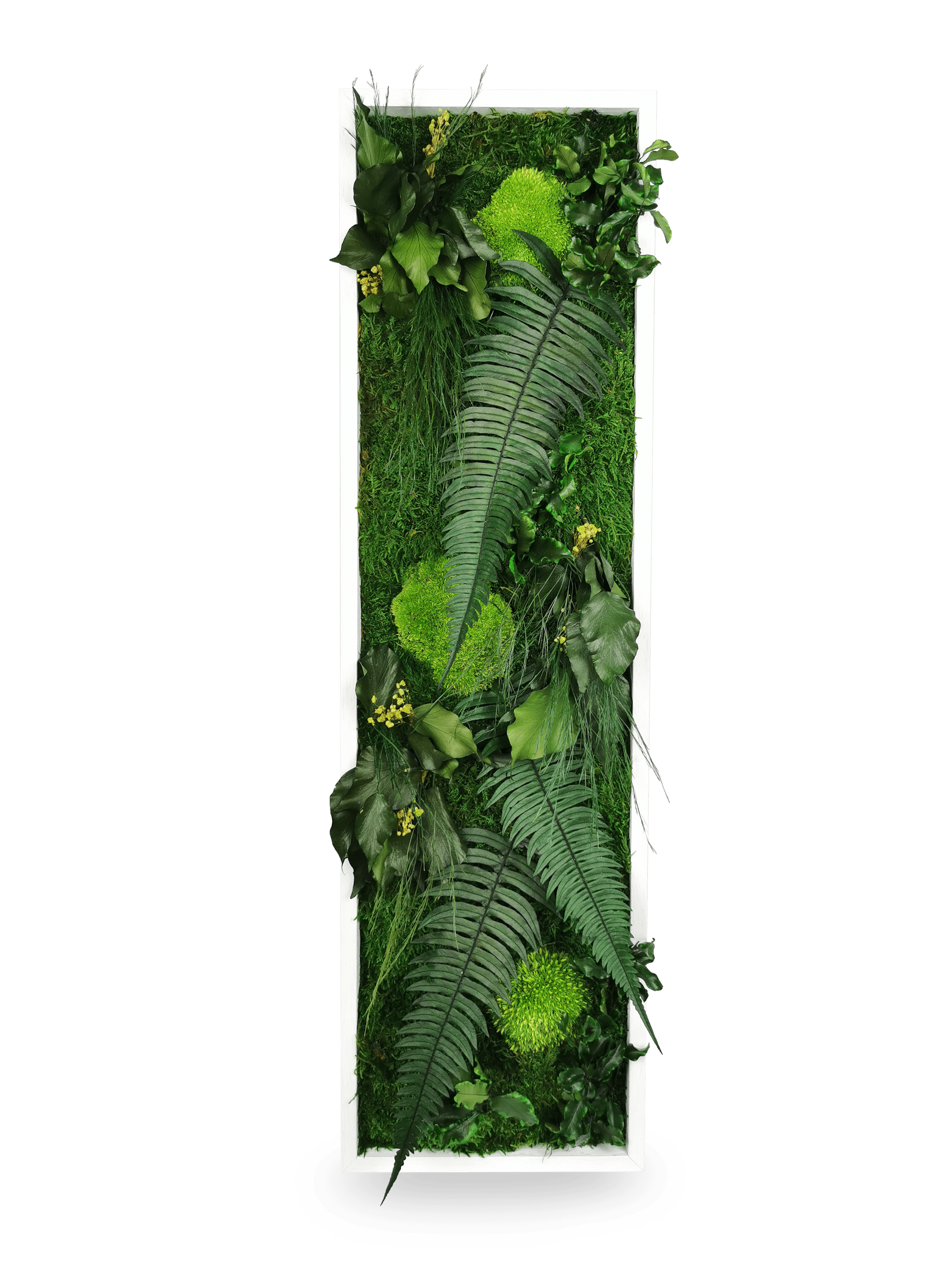 Tableau végétal naturel stabilisé Elegance 20x70