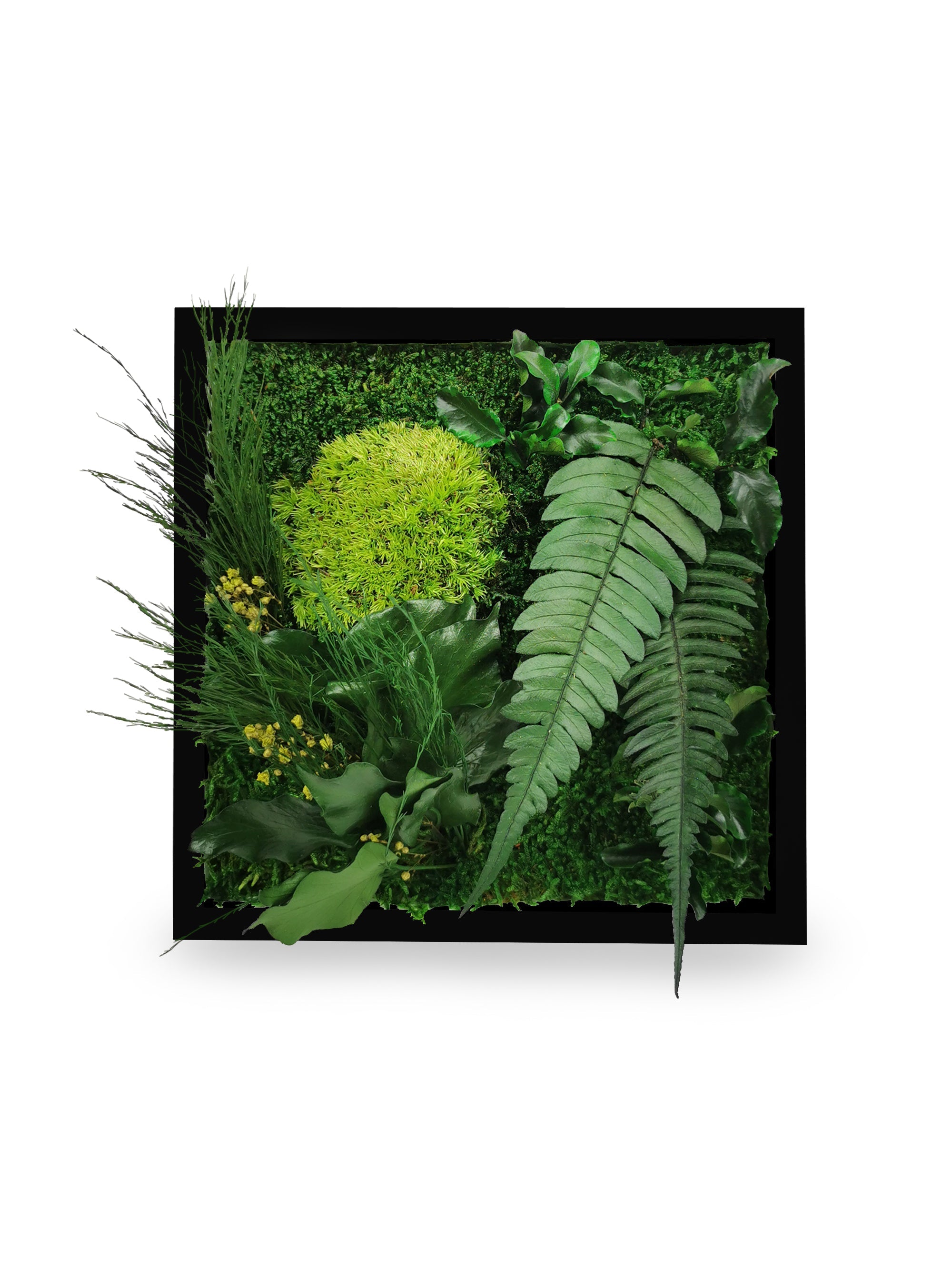 Stabilisiertes Naturpflanzengemälde Elegance 22x22