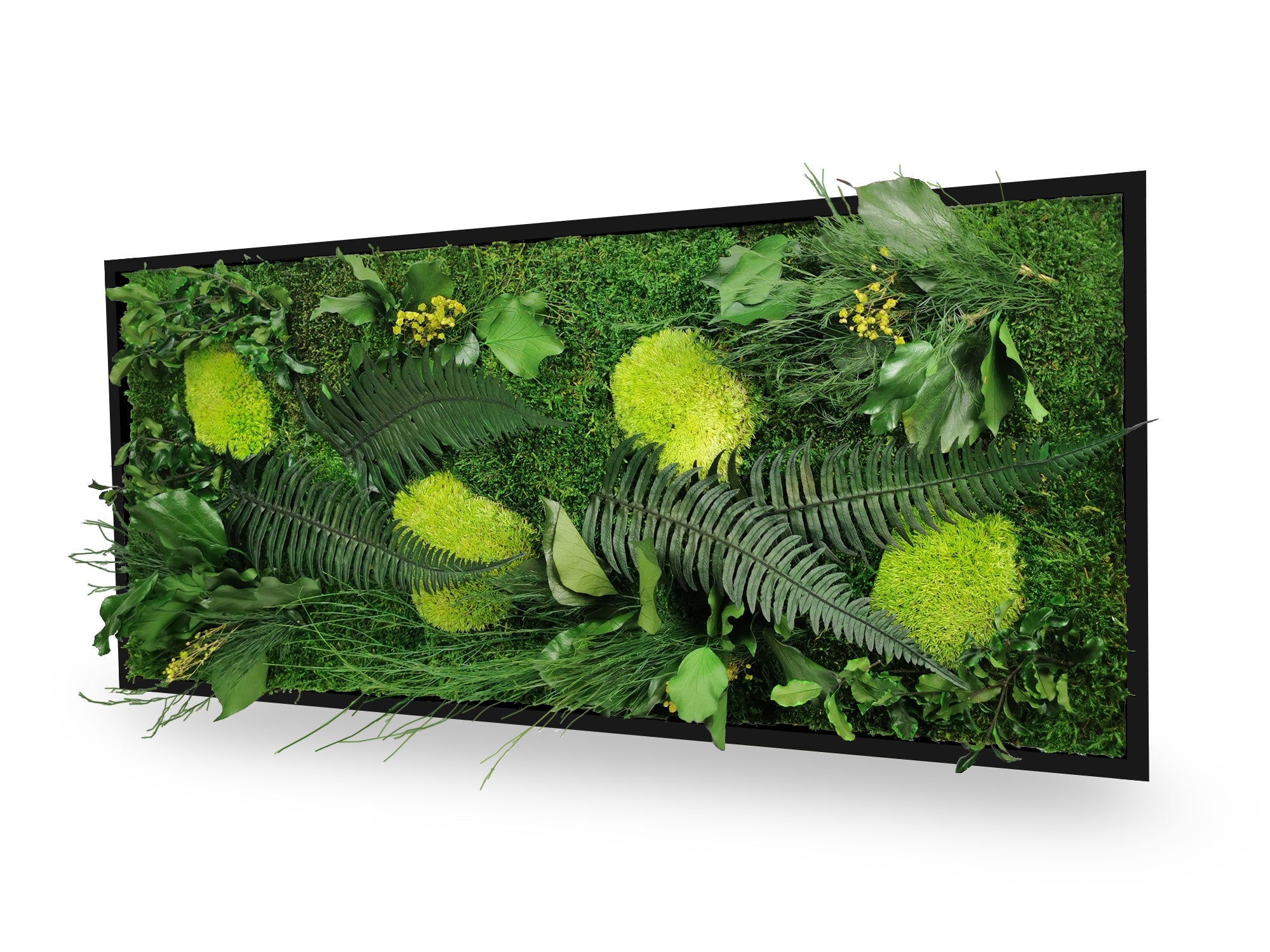 Quadro vegetale naturale stabilizzato Elegance 34x74