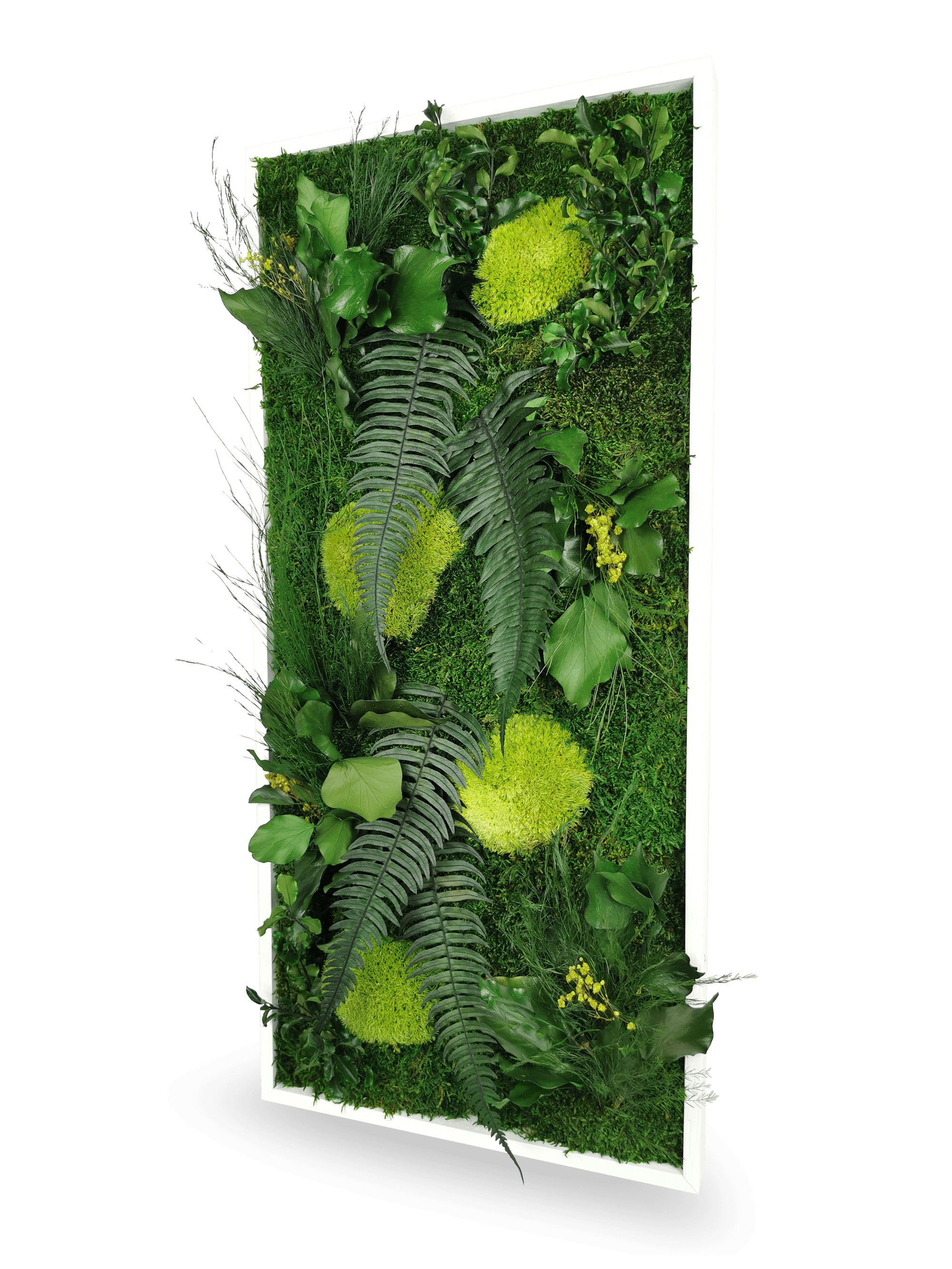 Quadro vegetale naturale stabilizzato Elegance 34x74