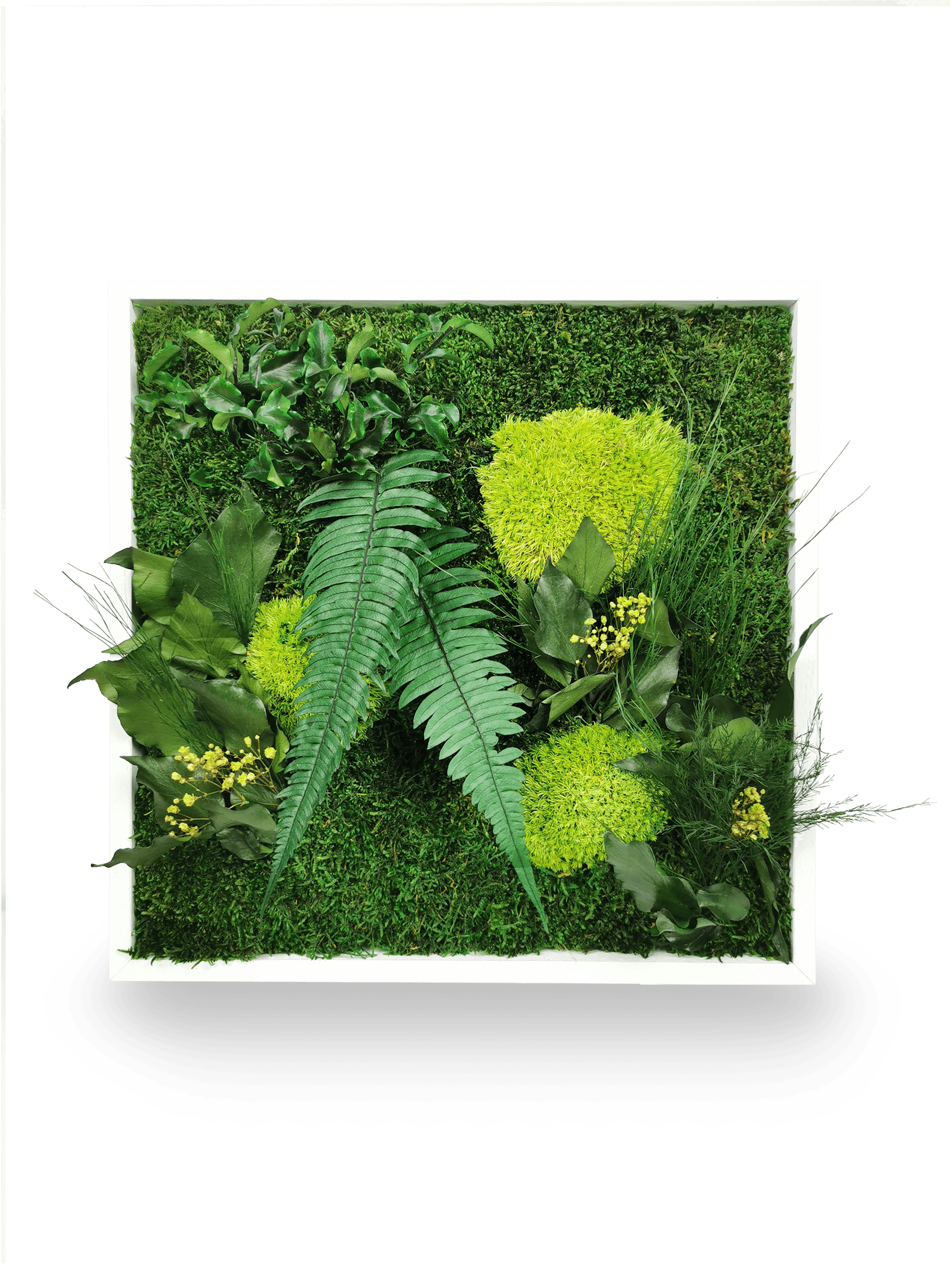 Stabilisiertes Naturpflanzengemälde Elegance 35x35