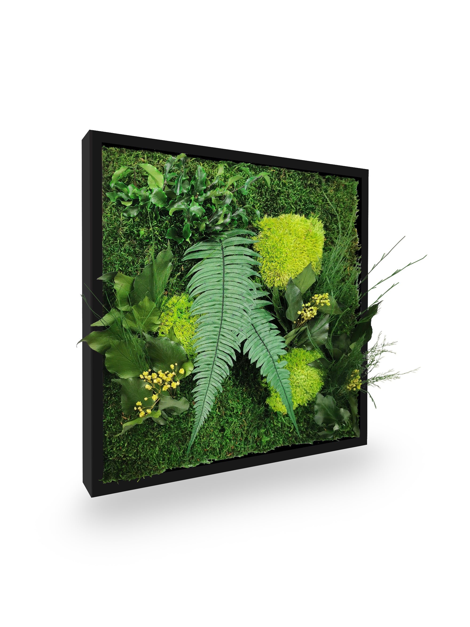 Quadro vegetale naturale stabilizzato Elegance 35x35