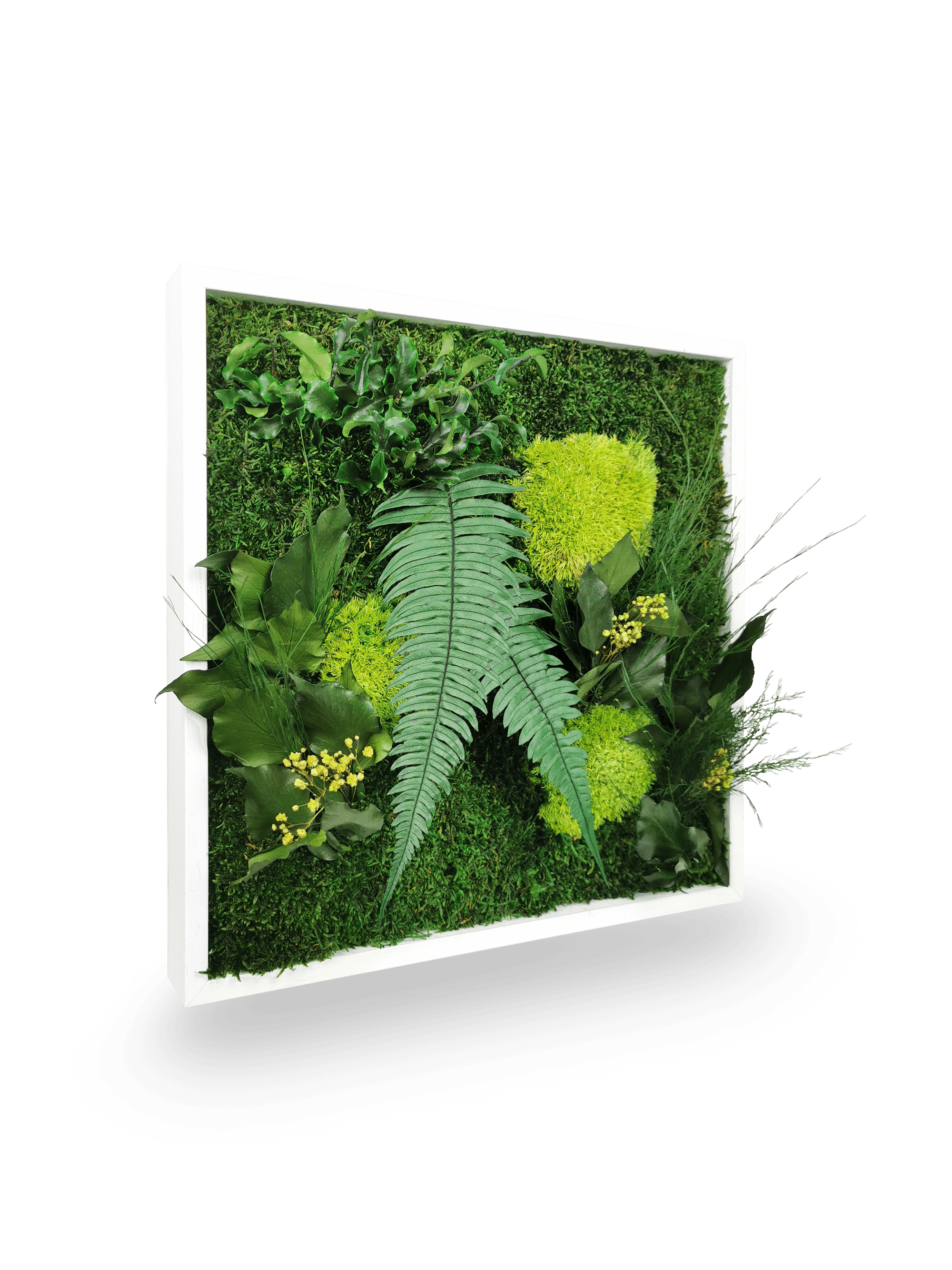 Quadro vegetale naturale stabilizzato Elegance 35x35