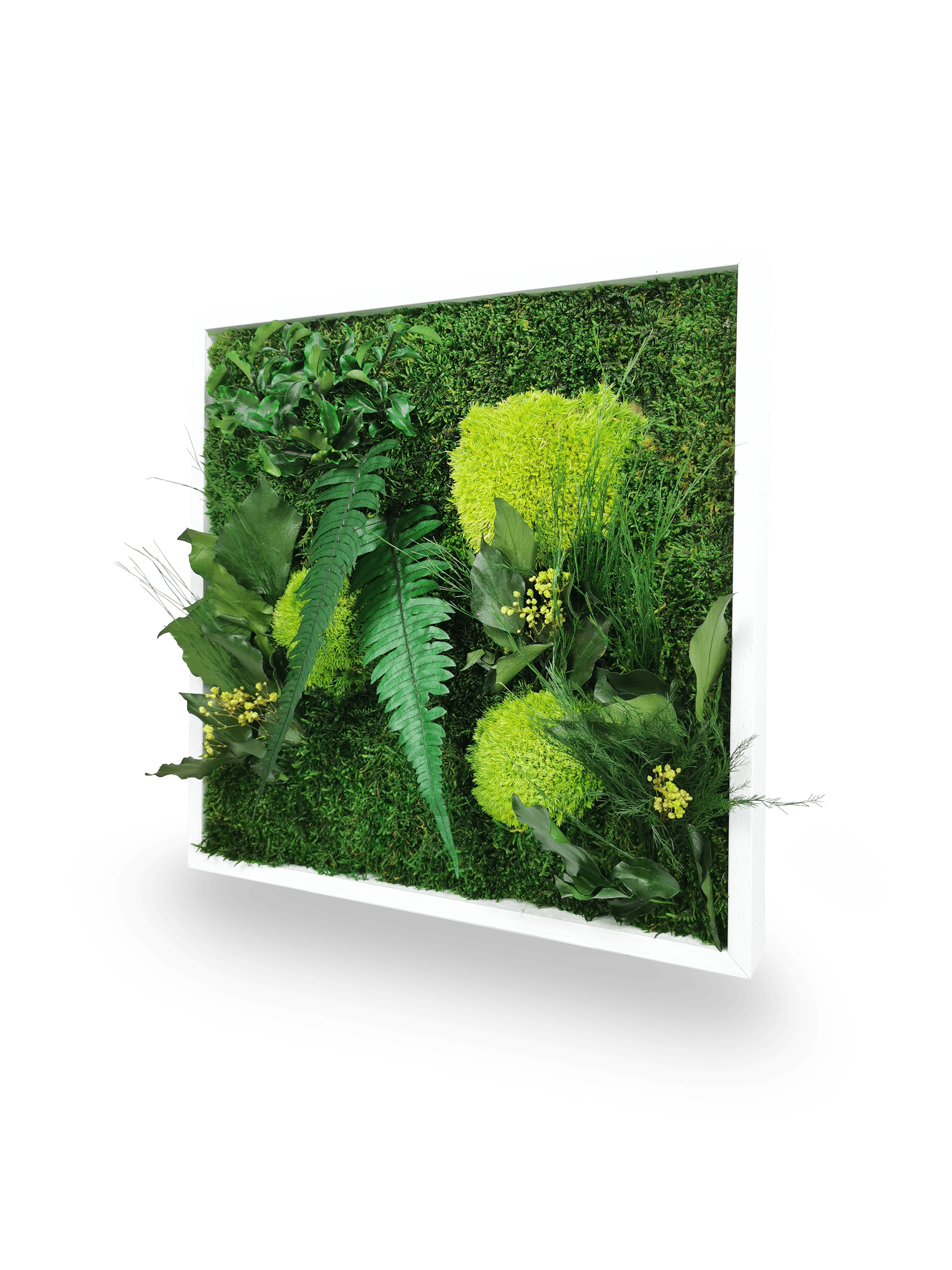 Quadro vegetale naturale stabilizzato Elegance 35x35