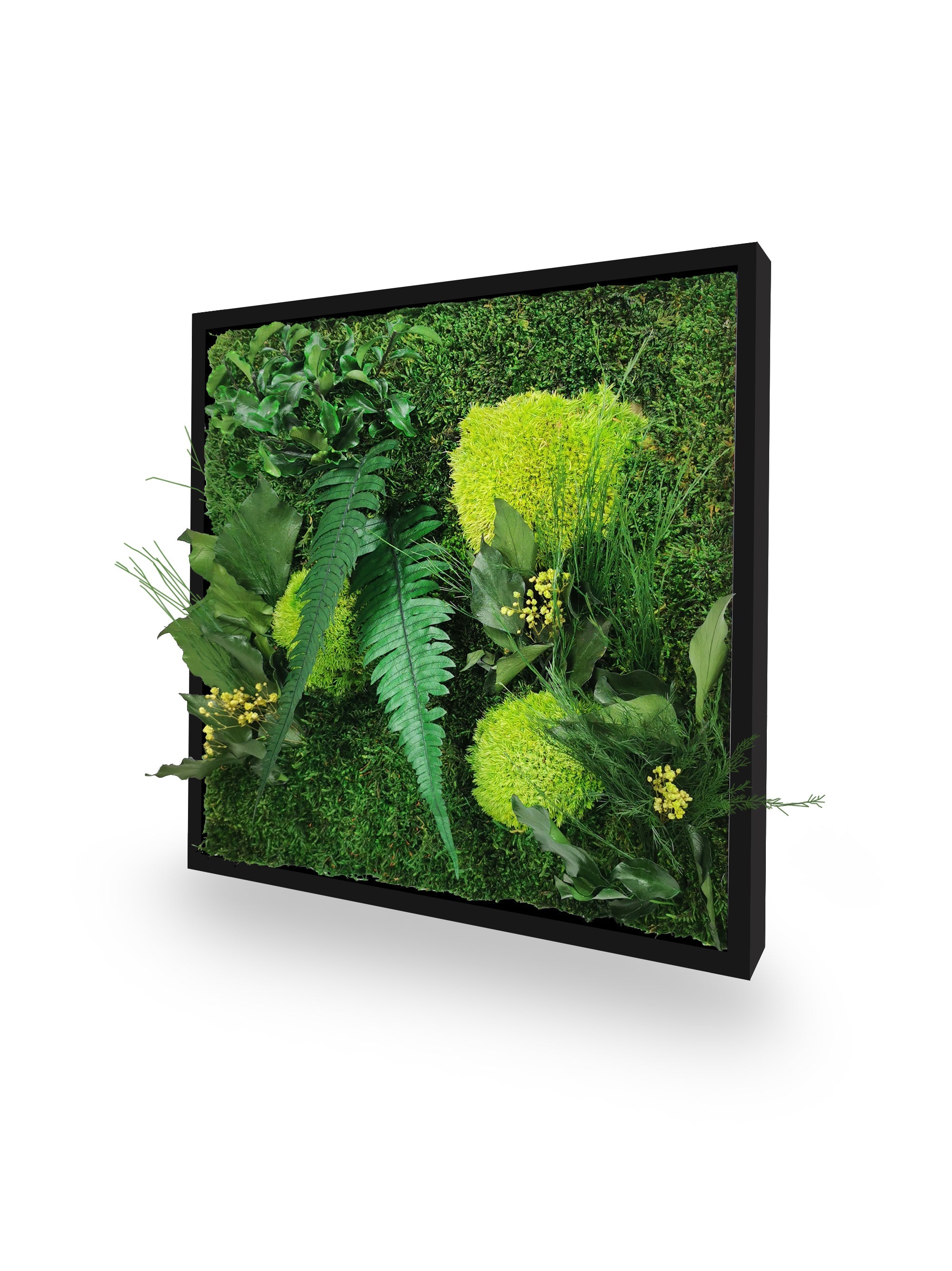 Quadro vegetale naturale stabilizzato Elegance 35x35