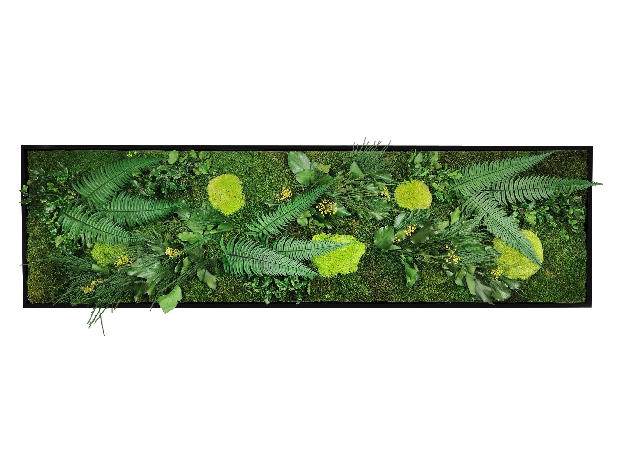 Quadro vegetale naturale stabilizzato Elegance 40x140