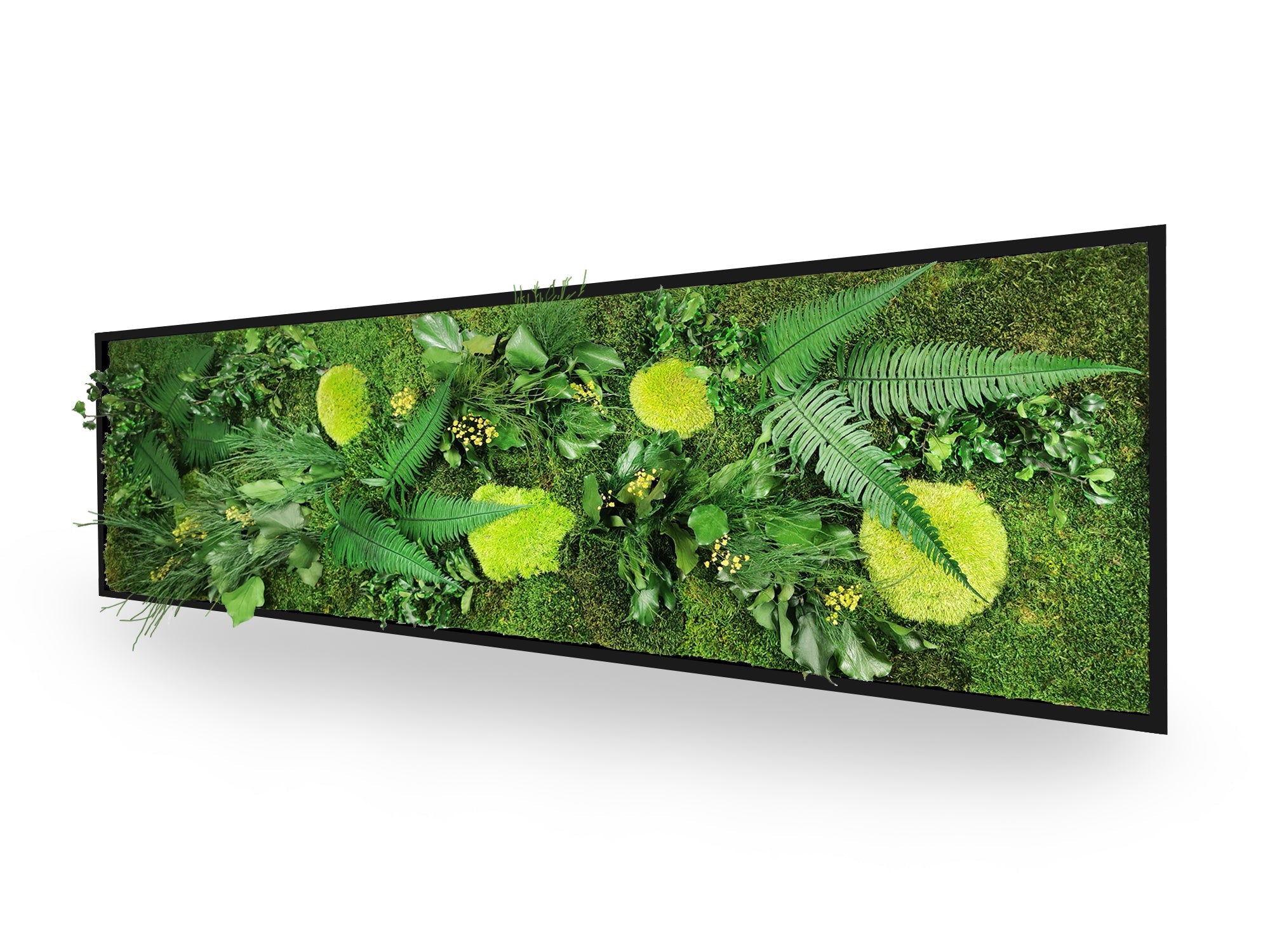 Quadro vegetale naturale stabilizzato Elegance 40x140