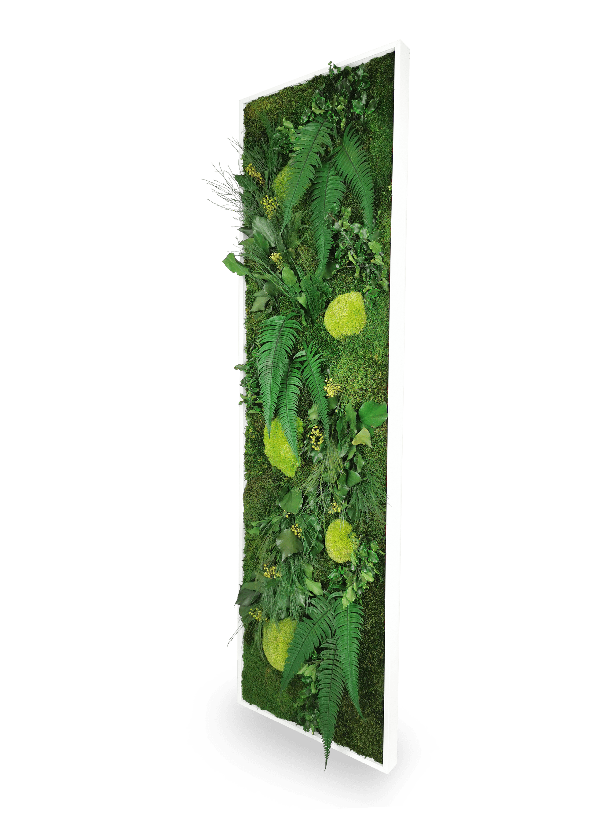 Quadro vegetale naturale stabilizzato Elegance 40x140