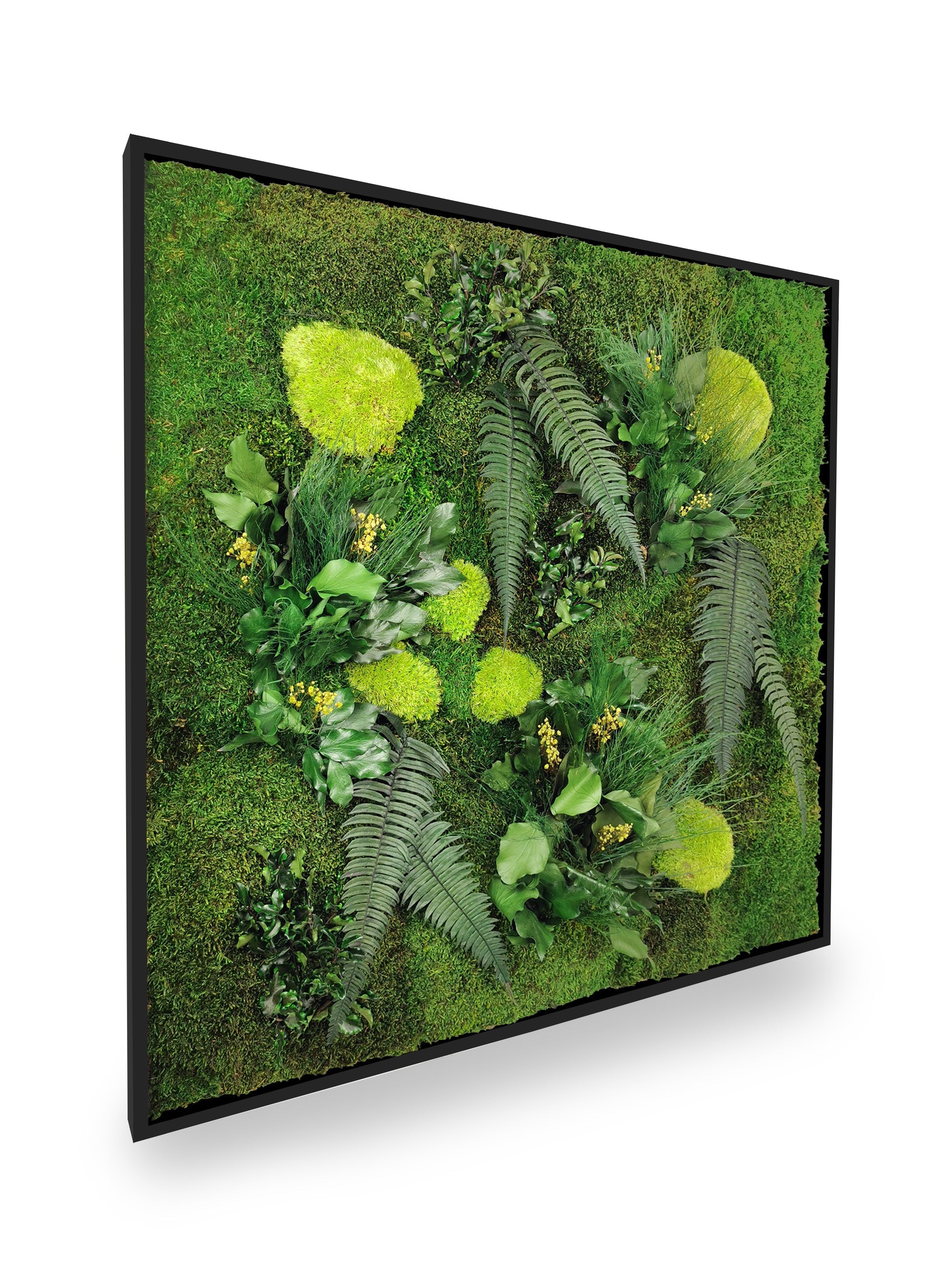 Quadro vegetale naturale stabilizzato Elegance 80x80