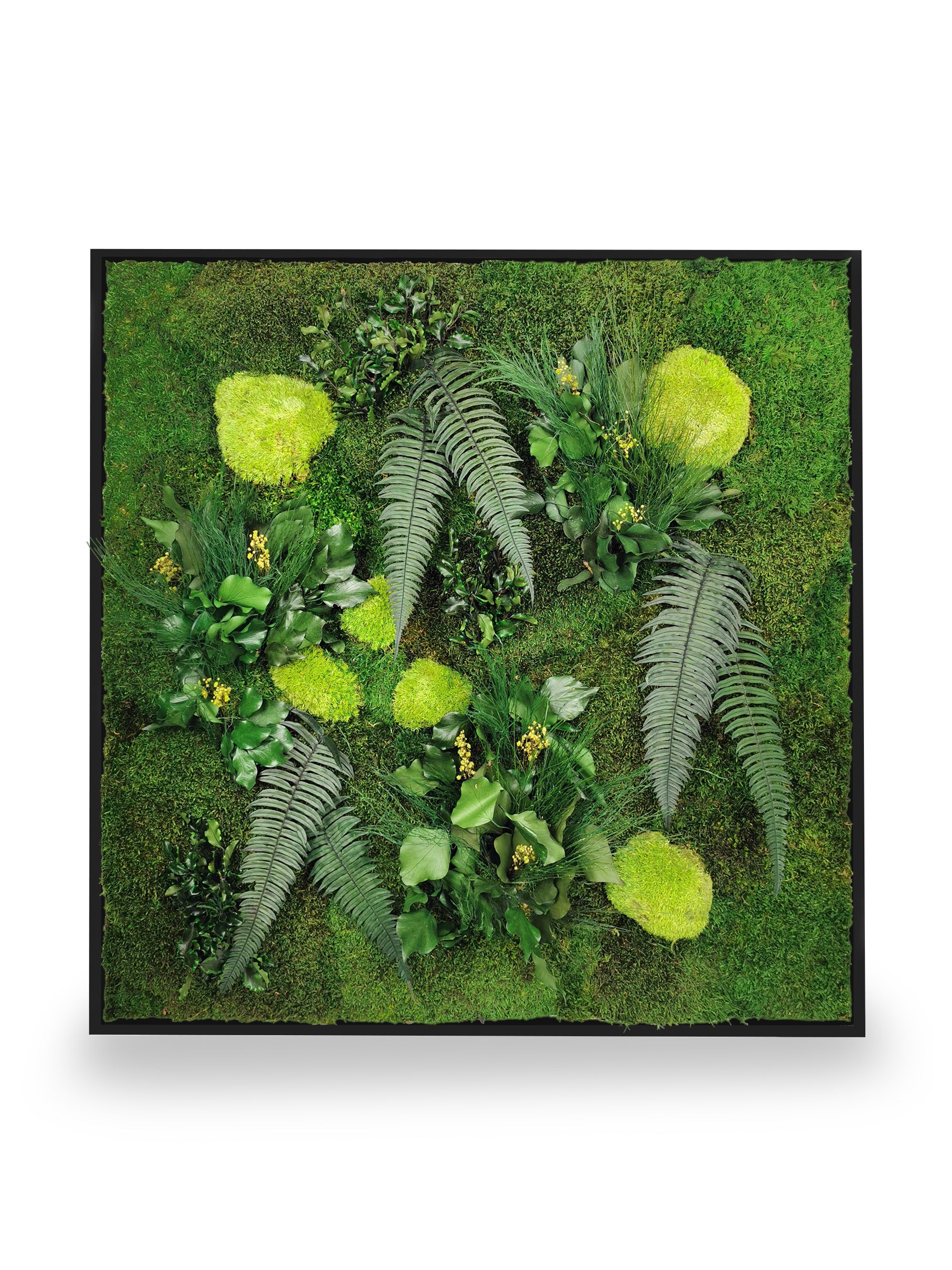 Quadro vegetale naturale stabilizzato Elegance 80x80