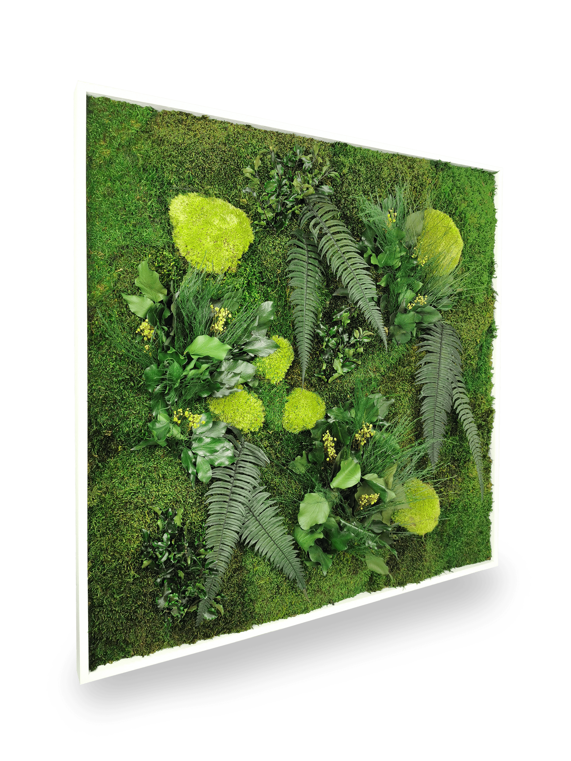 Quadro vegetale naturale stabilizzato Elegance 80x80