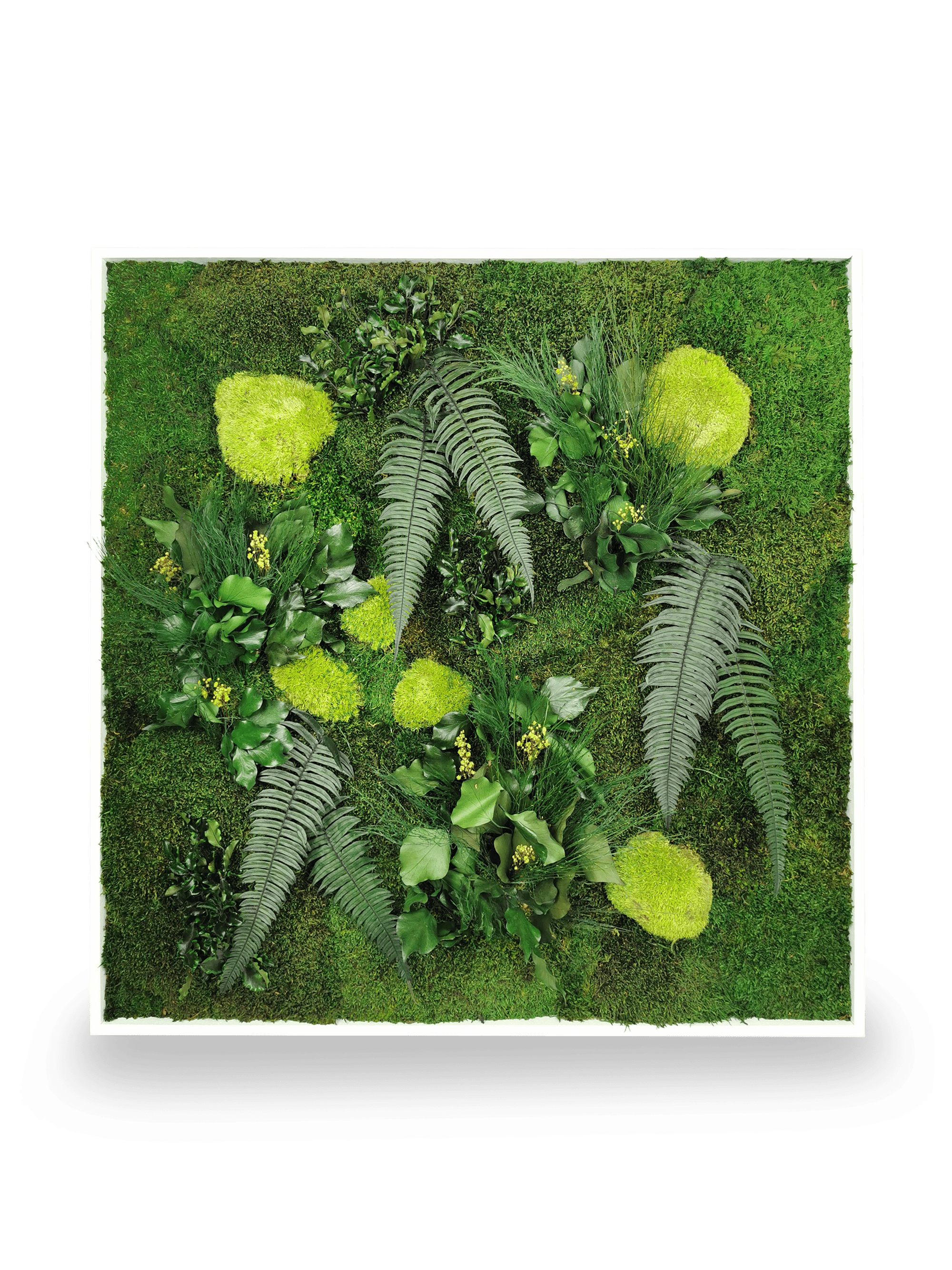 Tableau végétal naturel stabilisé Elegance 80x80