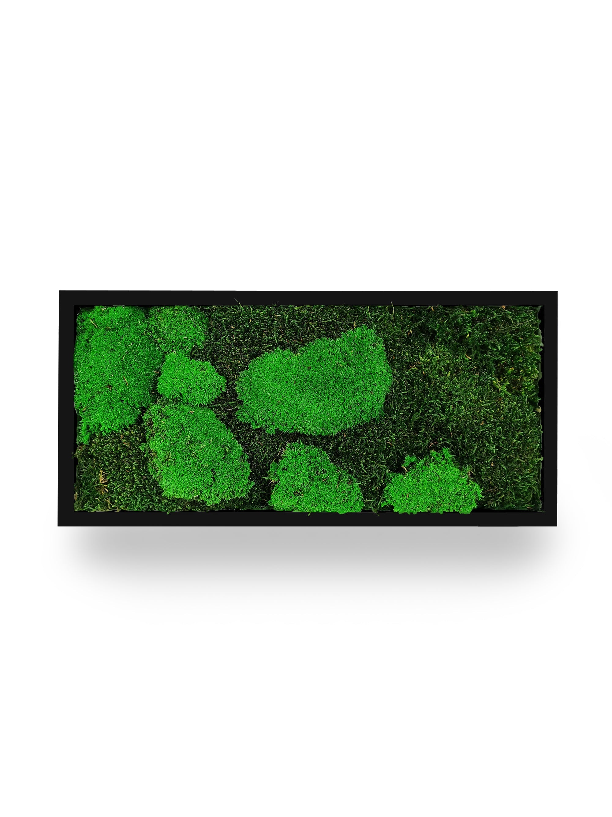 Tableau végétal naturel stabilisé Moss 18x38