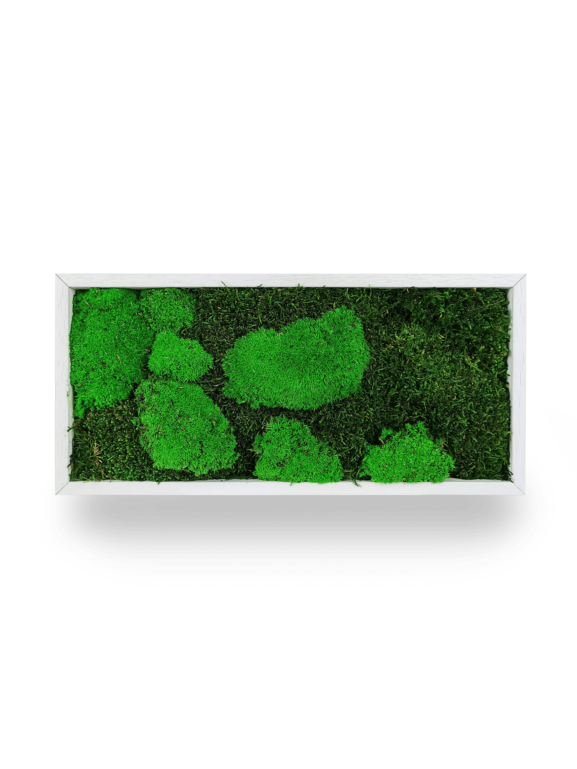 Tableau végétal naturel stabilisé Moss 18x38