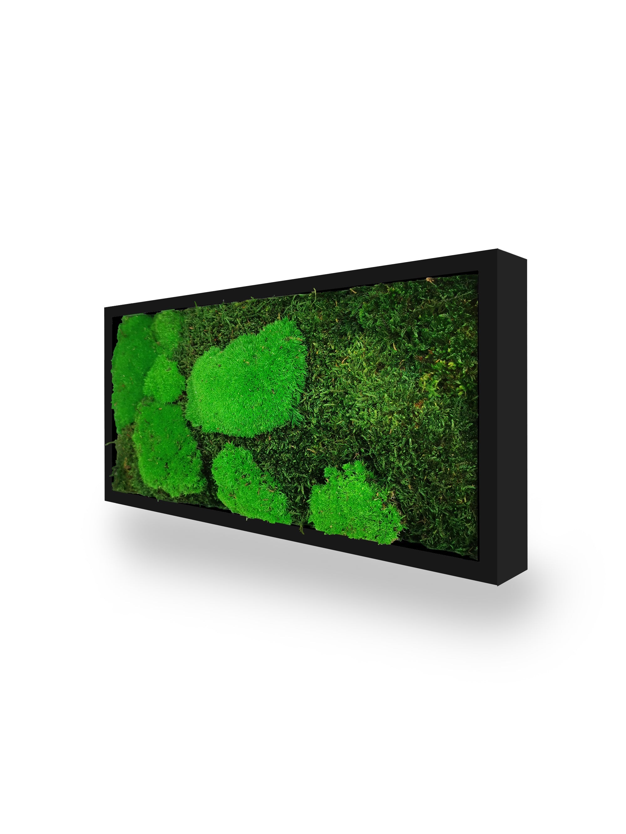 Tableau végétal naturel stabilisé Moss 18x38