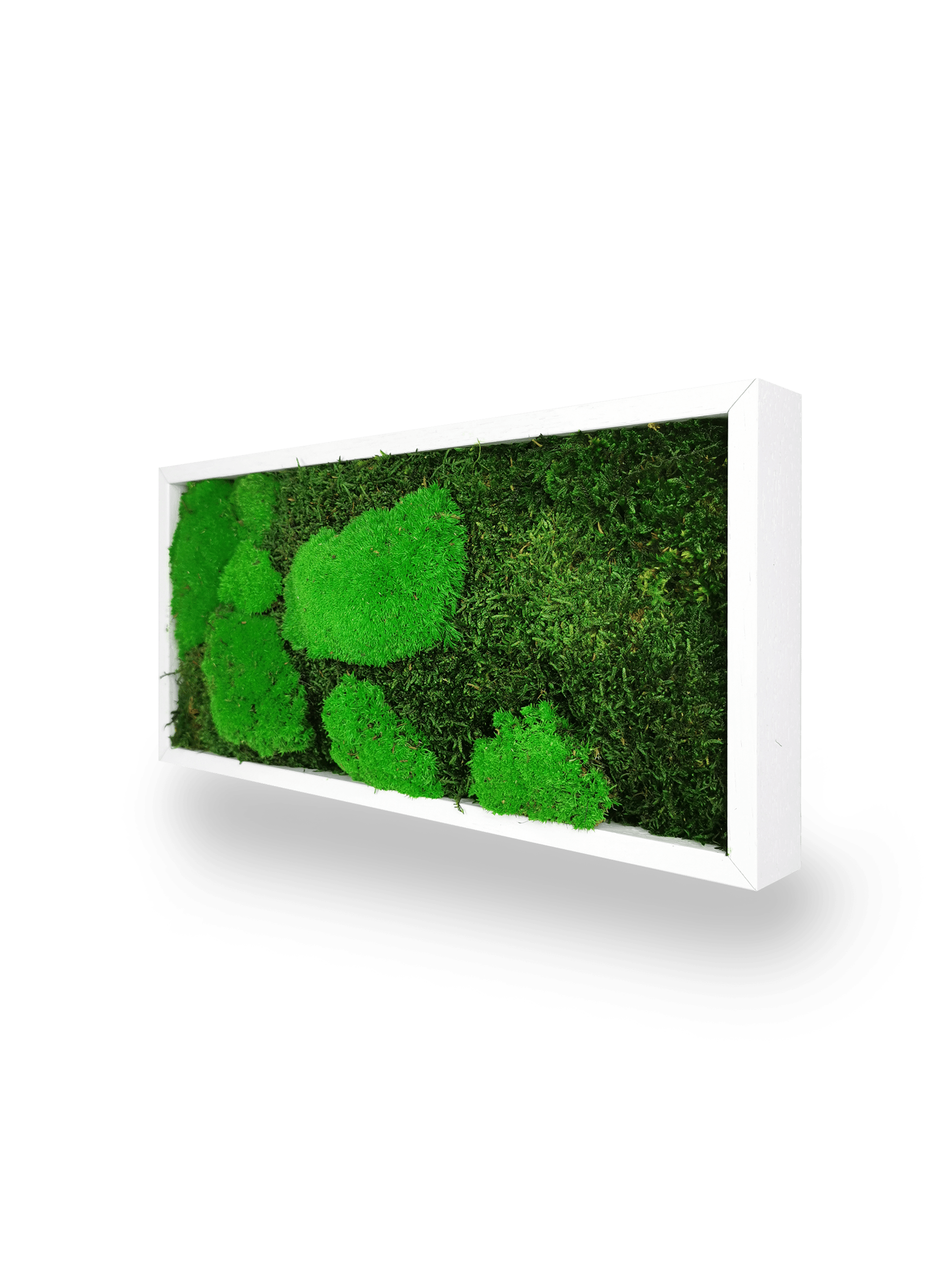 Tableau végétal naturel stabilisé Moss 18x38