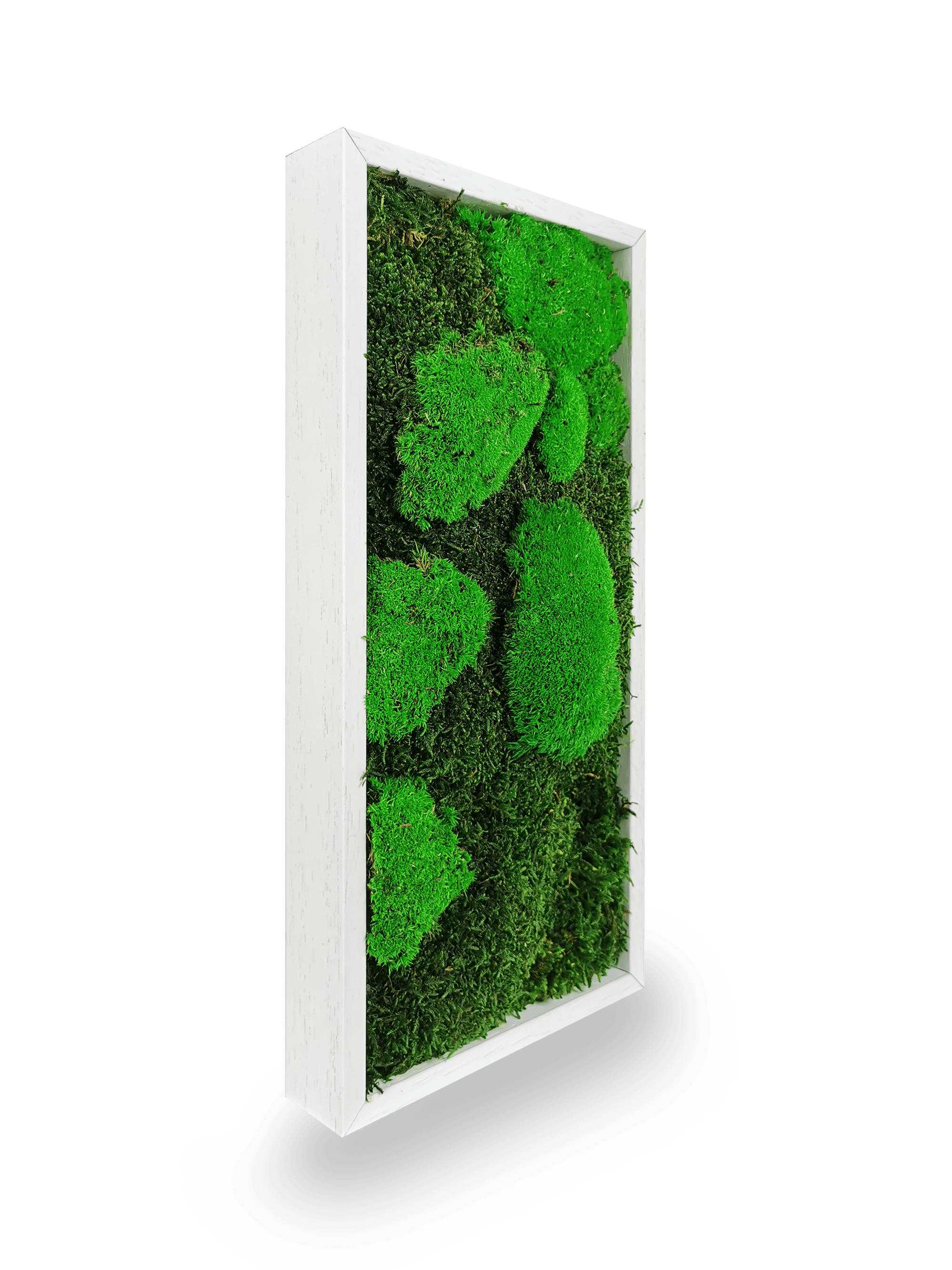 Tableau végétal naturel stabilisé Moss 18x38