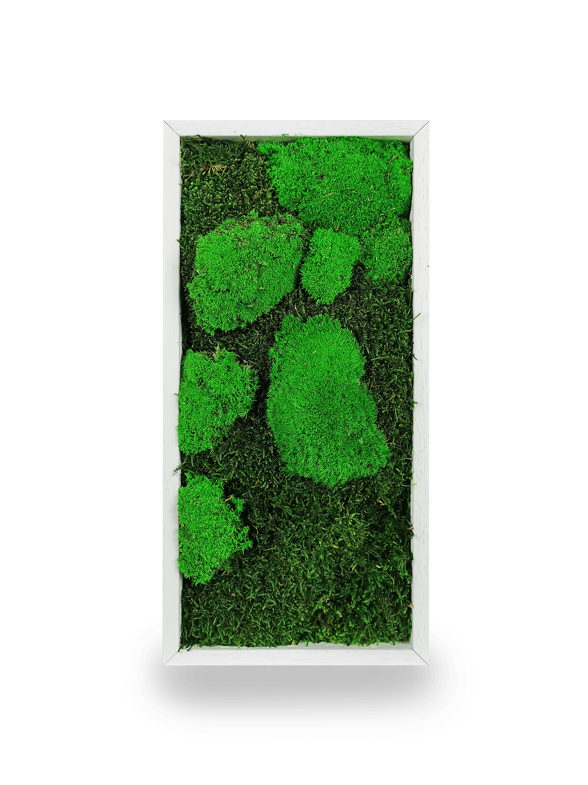 Tableau végétal naturel stabilisé Moss 18x38
