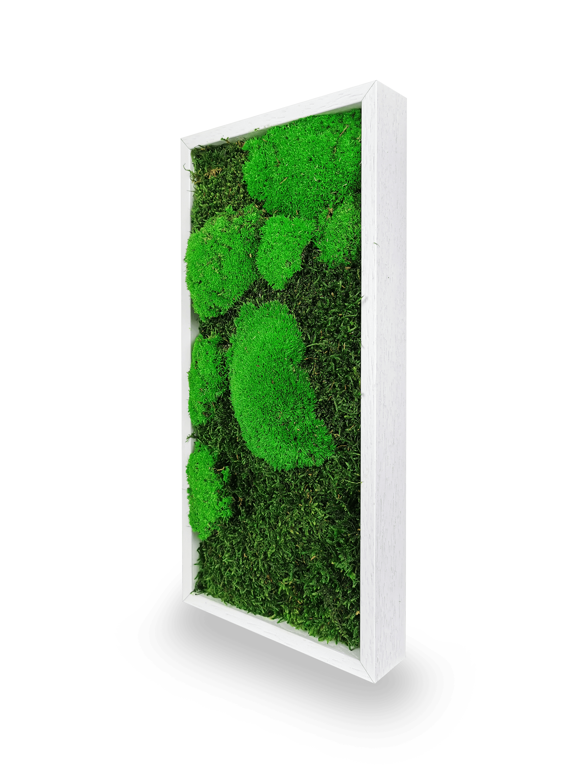 Tableau végétal naturel stabilisé Moss 18x38