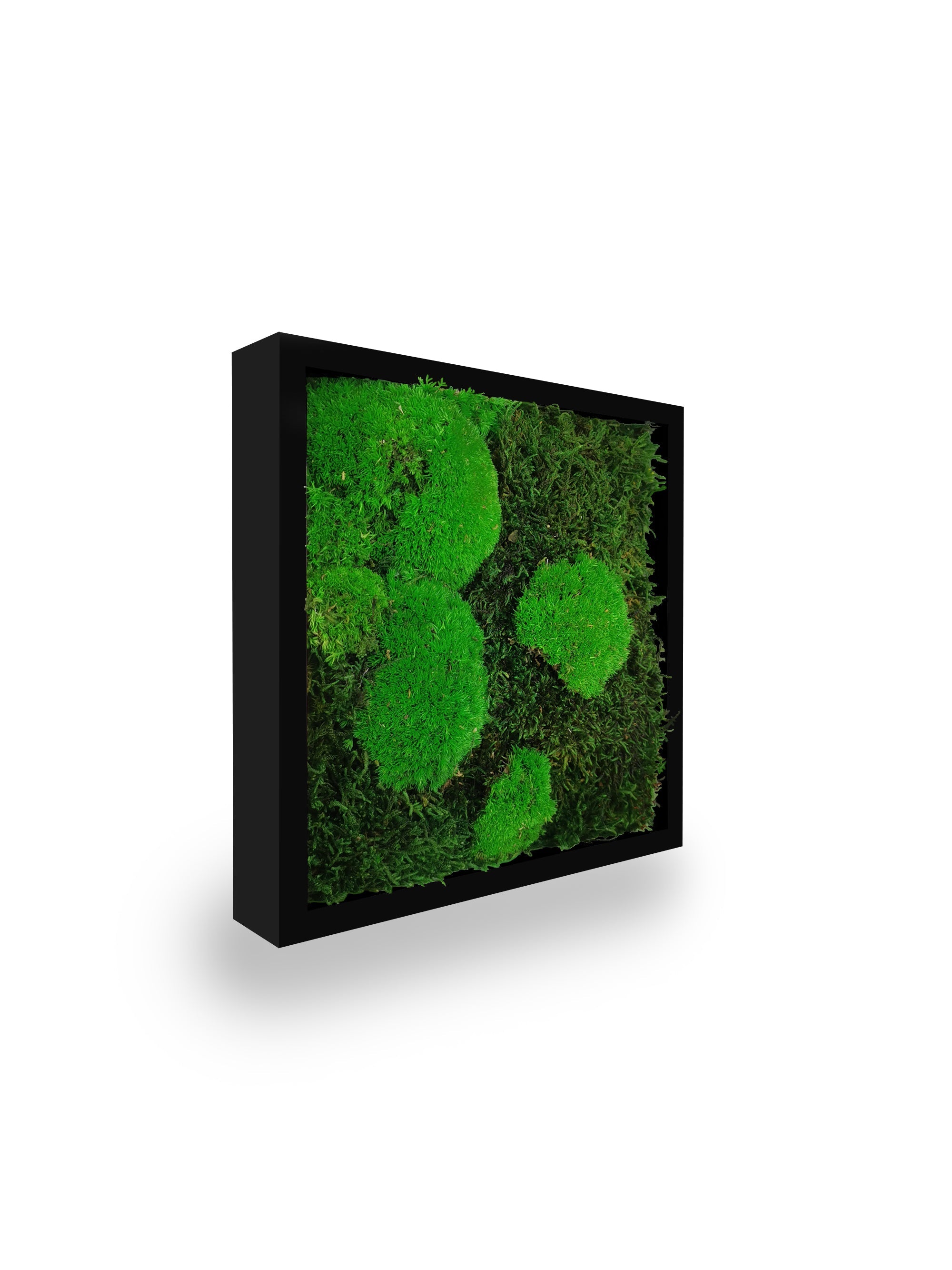 Tableau végétal naturel stabilisé Moss 22x22