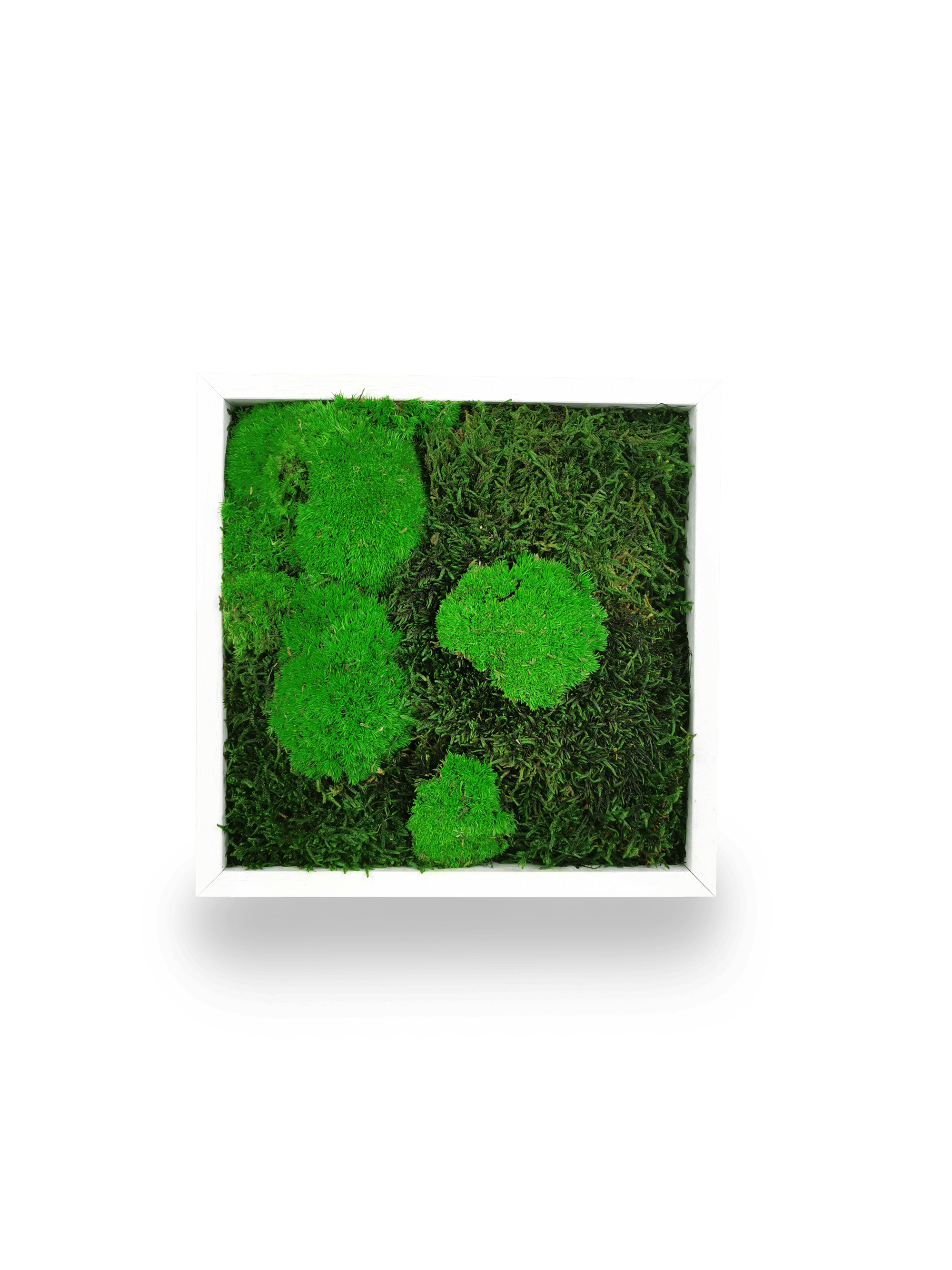 Tableau végétal naturel stabilisé Moss 22x22