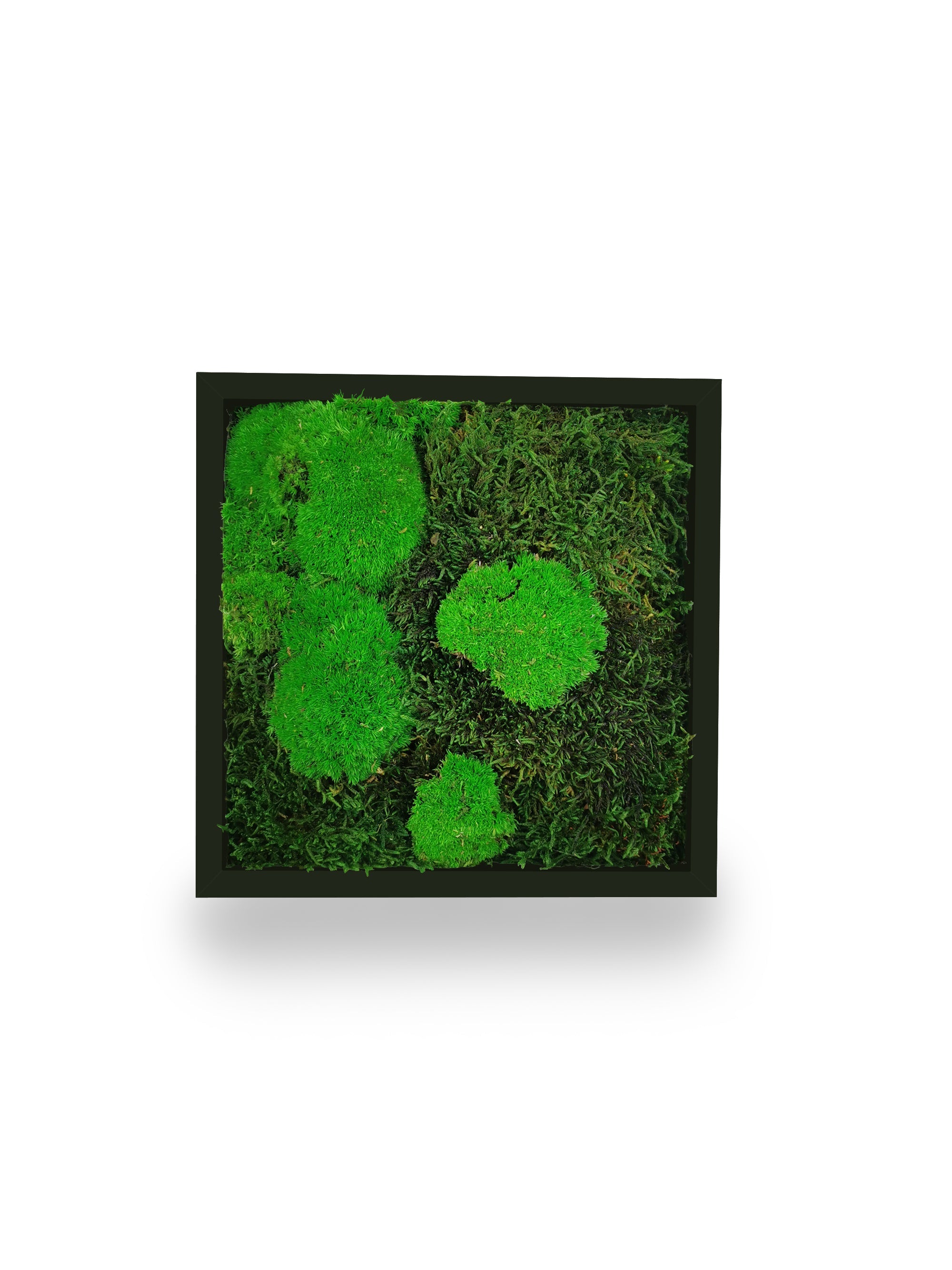 Tableau végétal naturel stabilisé Moss 22x22