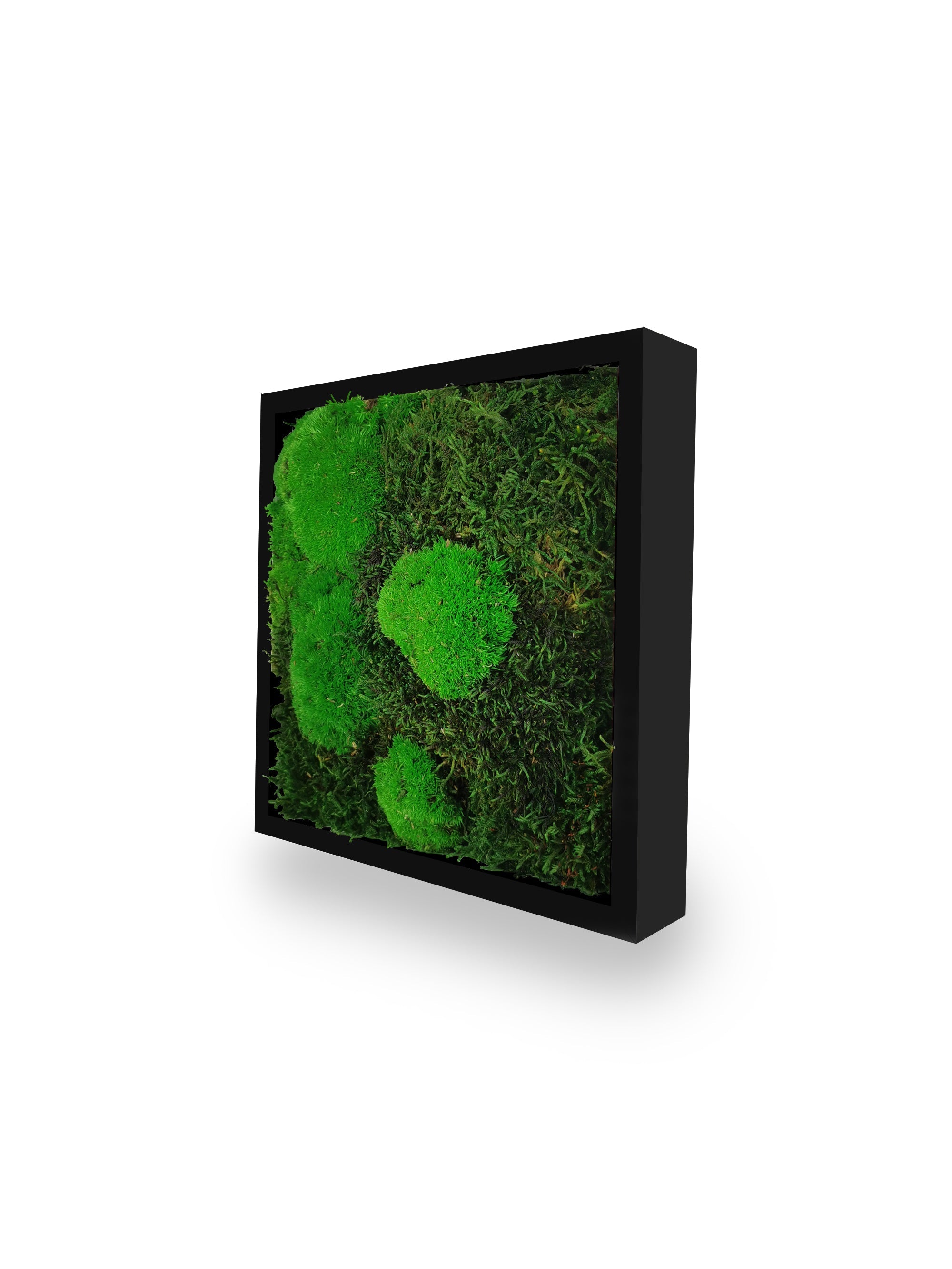 Tableau végétal naturel stabilisé Moss 22x22